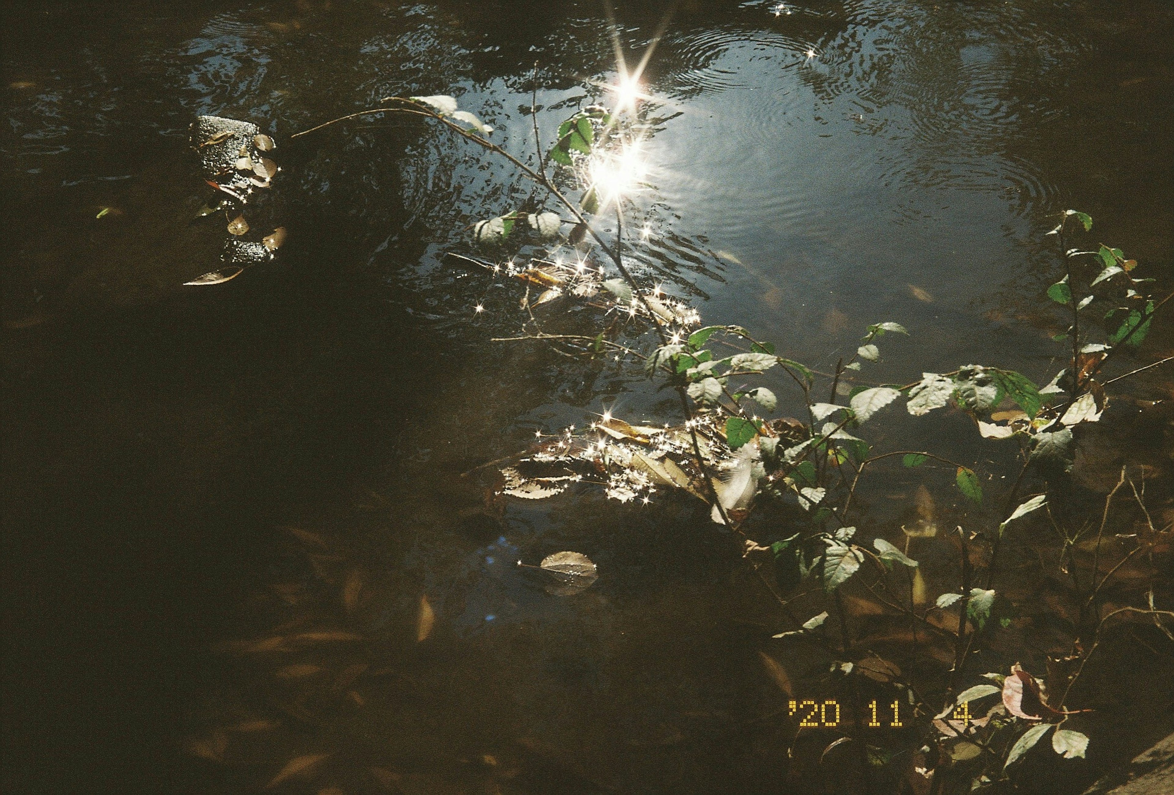 A serene waterscape with sunlight reflecting on the surface and scattered leaves