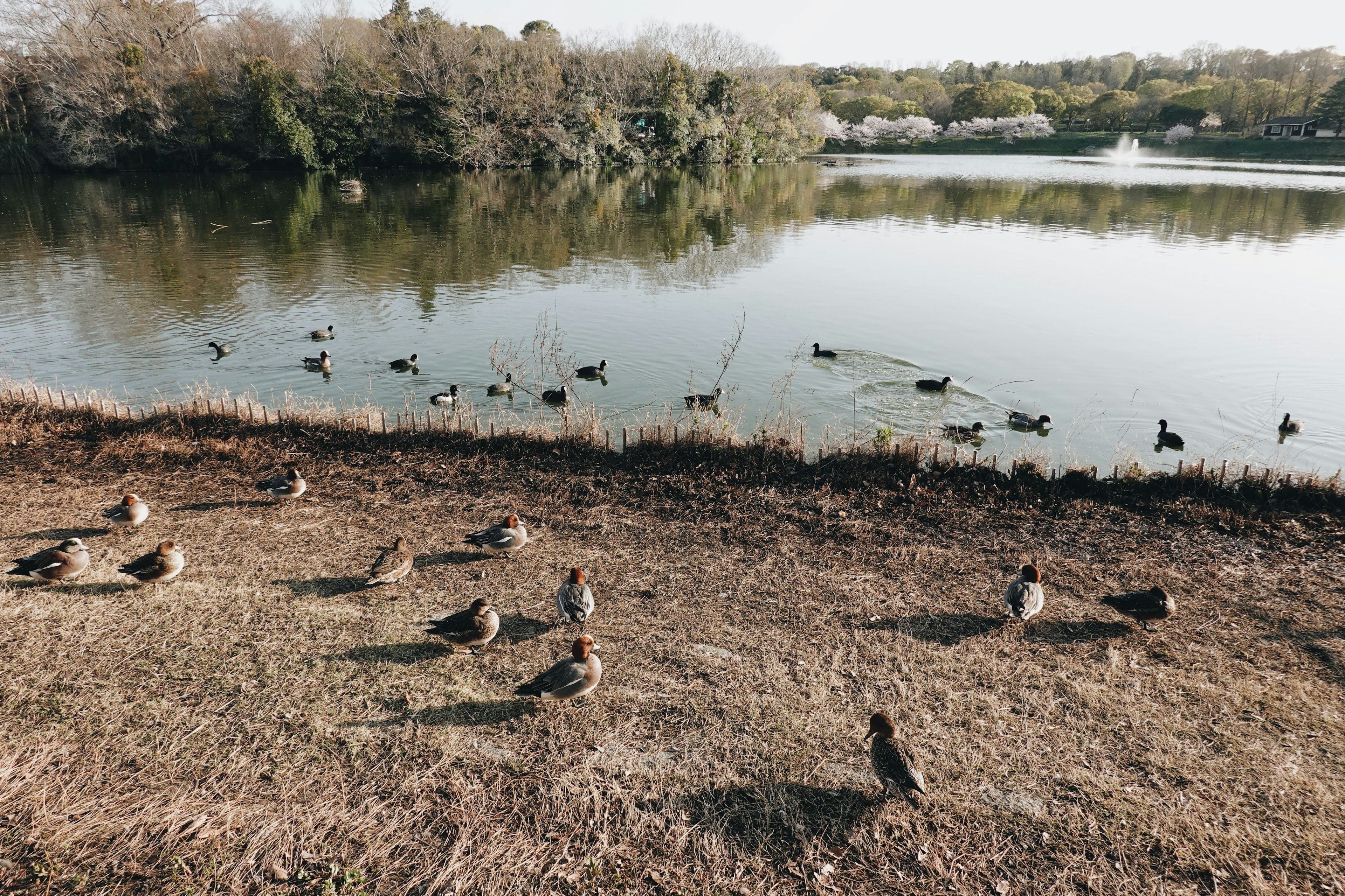 Una vista serena del lago con diversas aves acuáticas y vegetación exuberante