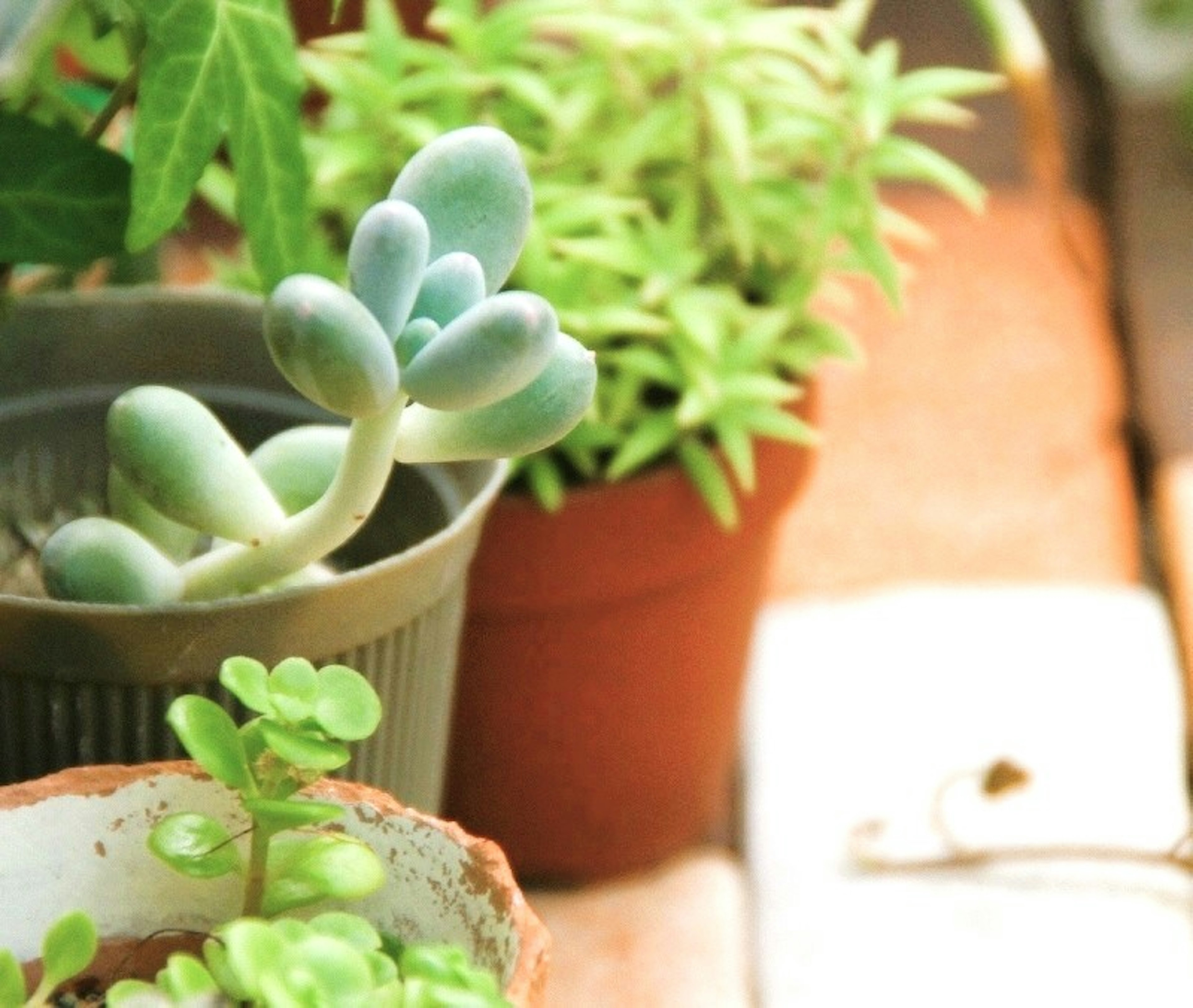 A variety of plants displayed on a table featuring a succulent