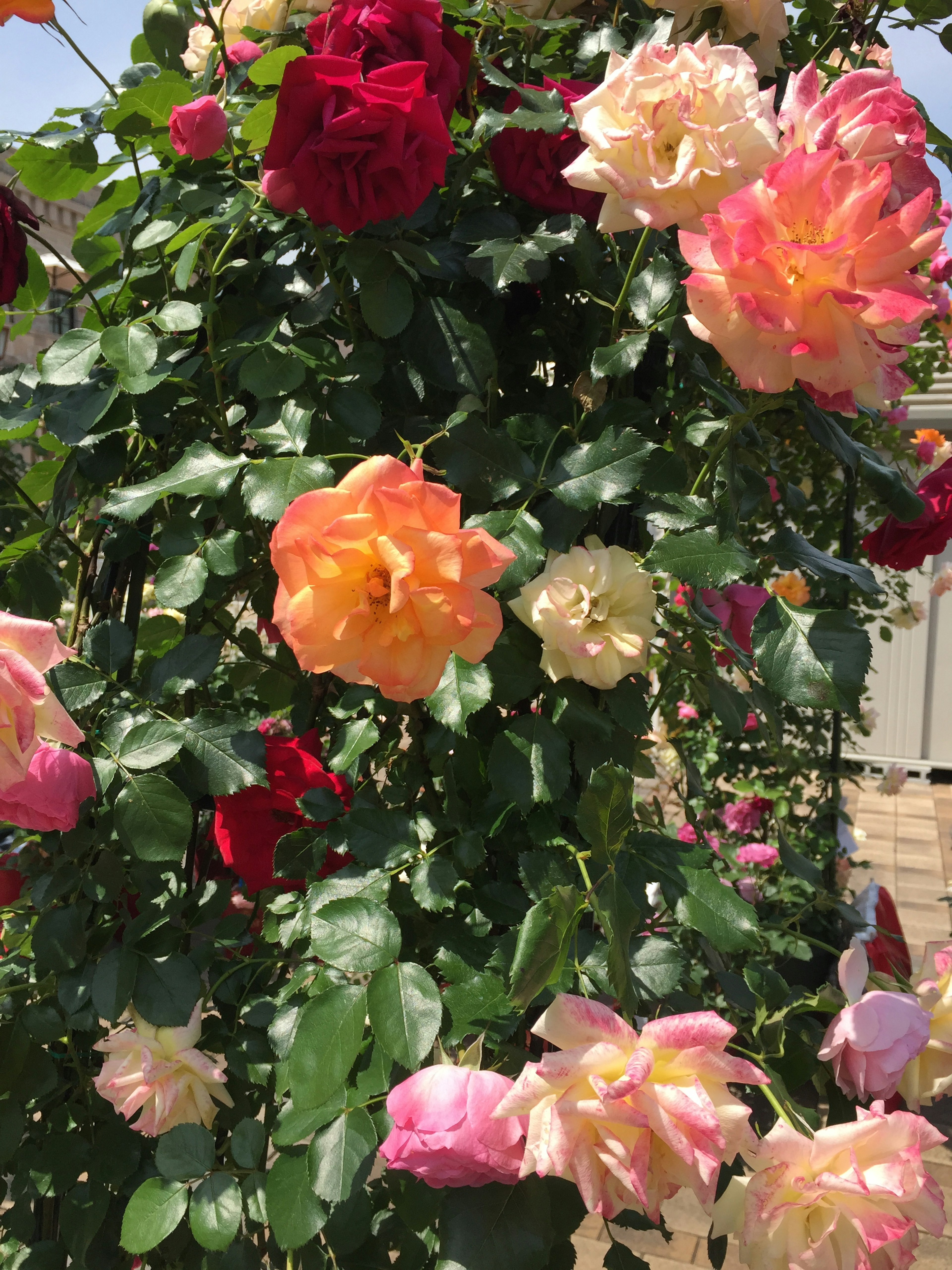 A garden scene with various blooming roses in vibrant colors