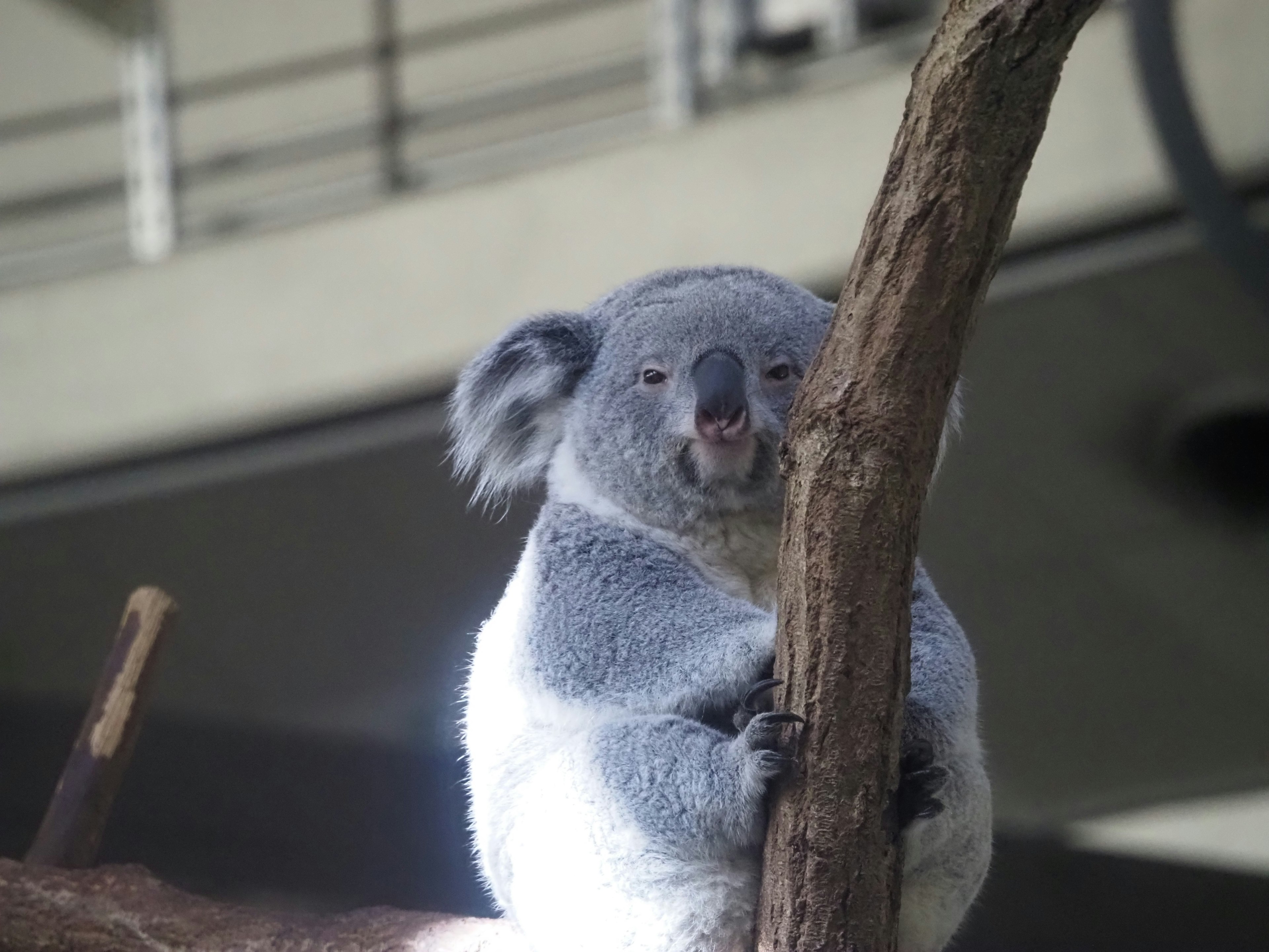 Close-up of a koala leaning against a tree trunk