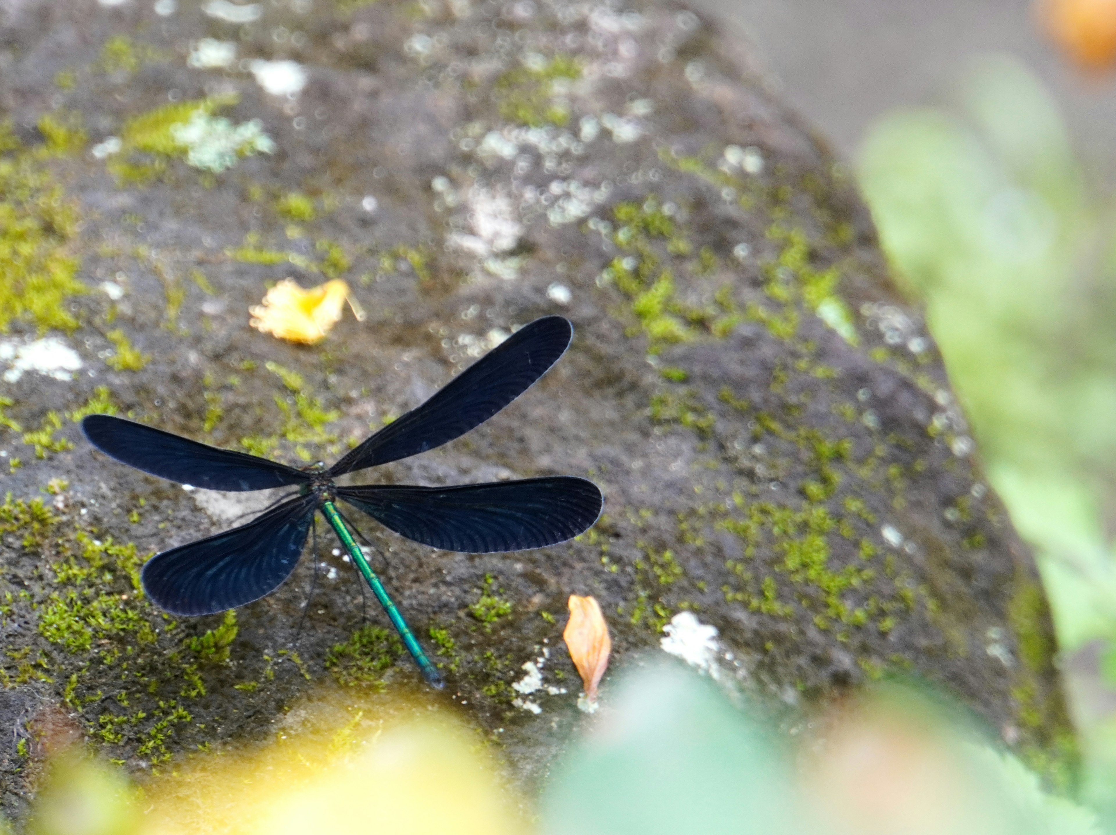 Eine schwarze Libelle, die auf einem moosbedeckten Stein ruht