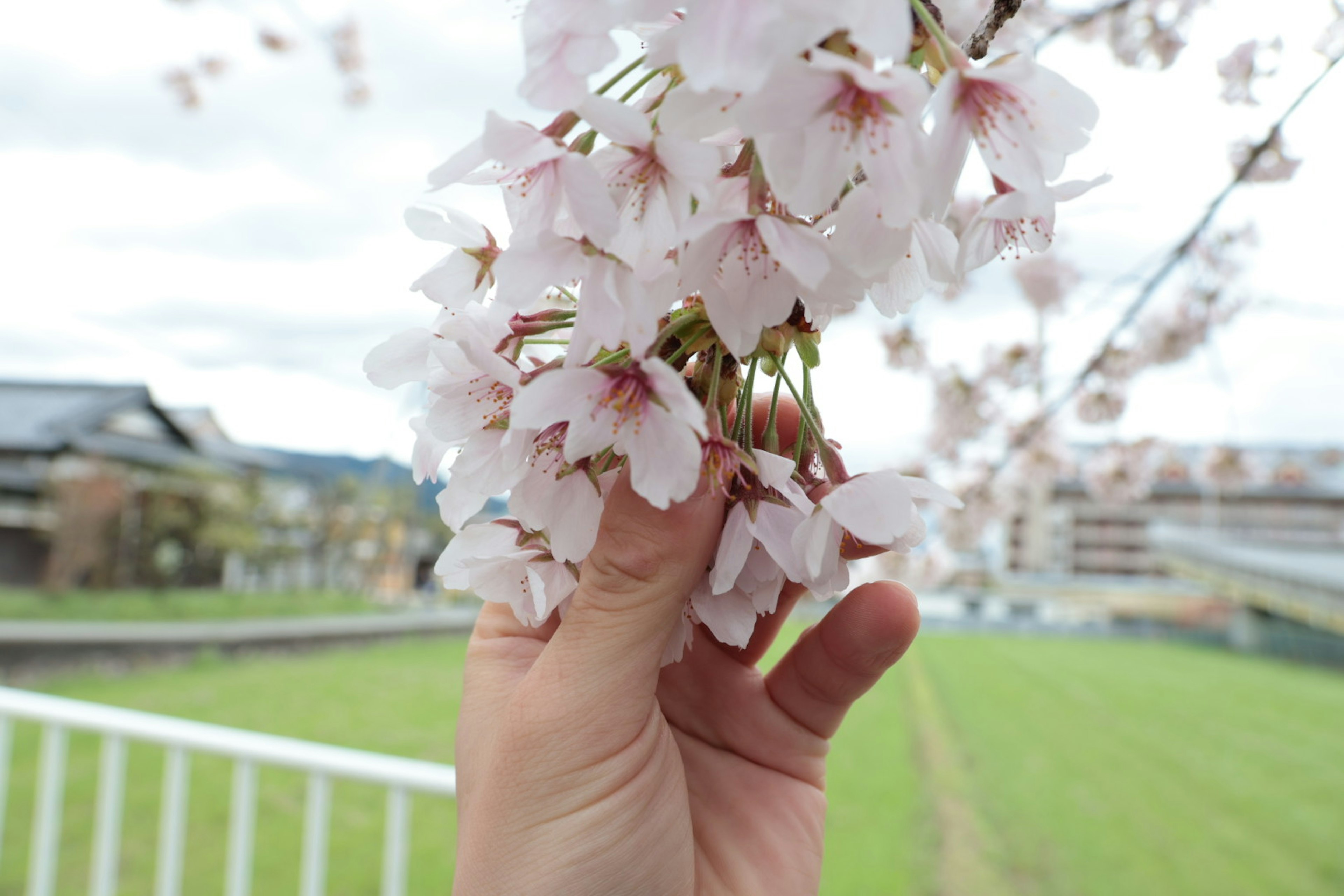 Kedekatan tangan yang memegang bunga sakura dengan latar belakang pemandangan hijau