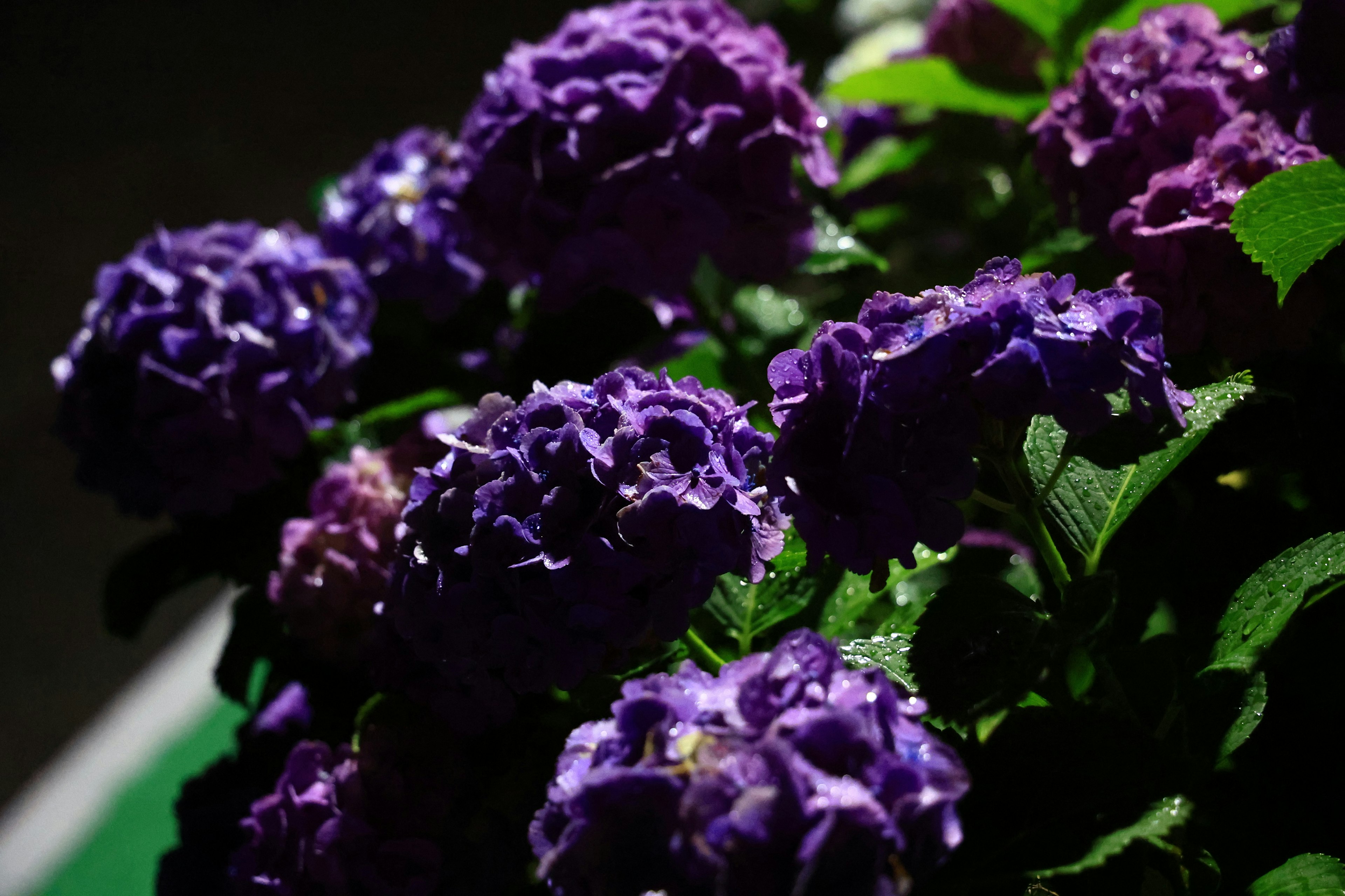 Close-up photo of purple flowers in bloom