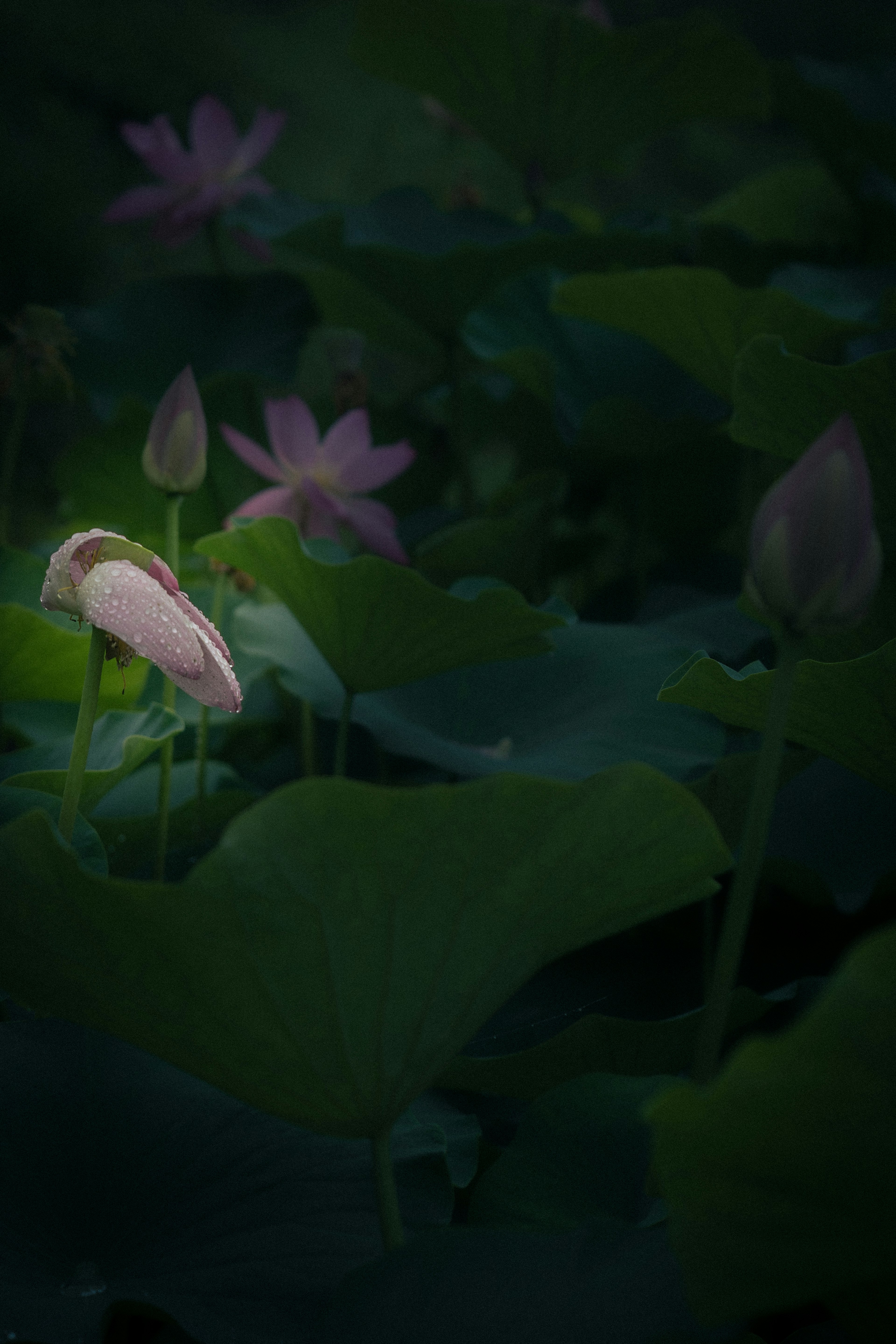 A beautiful scene of lotus flowers and buds blooming in dim light