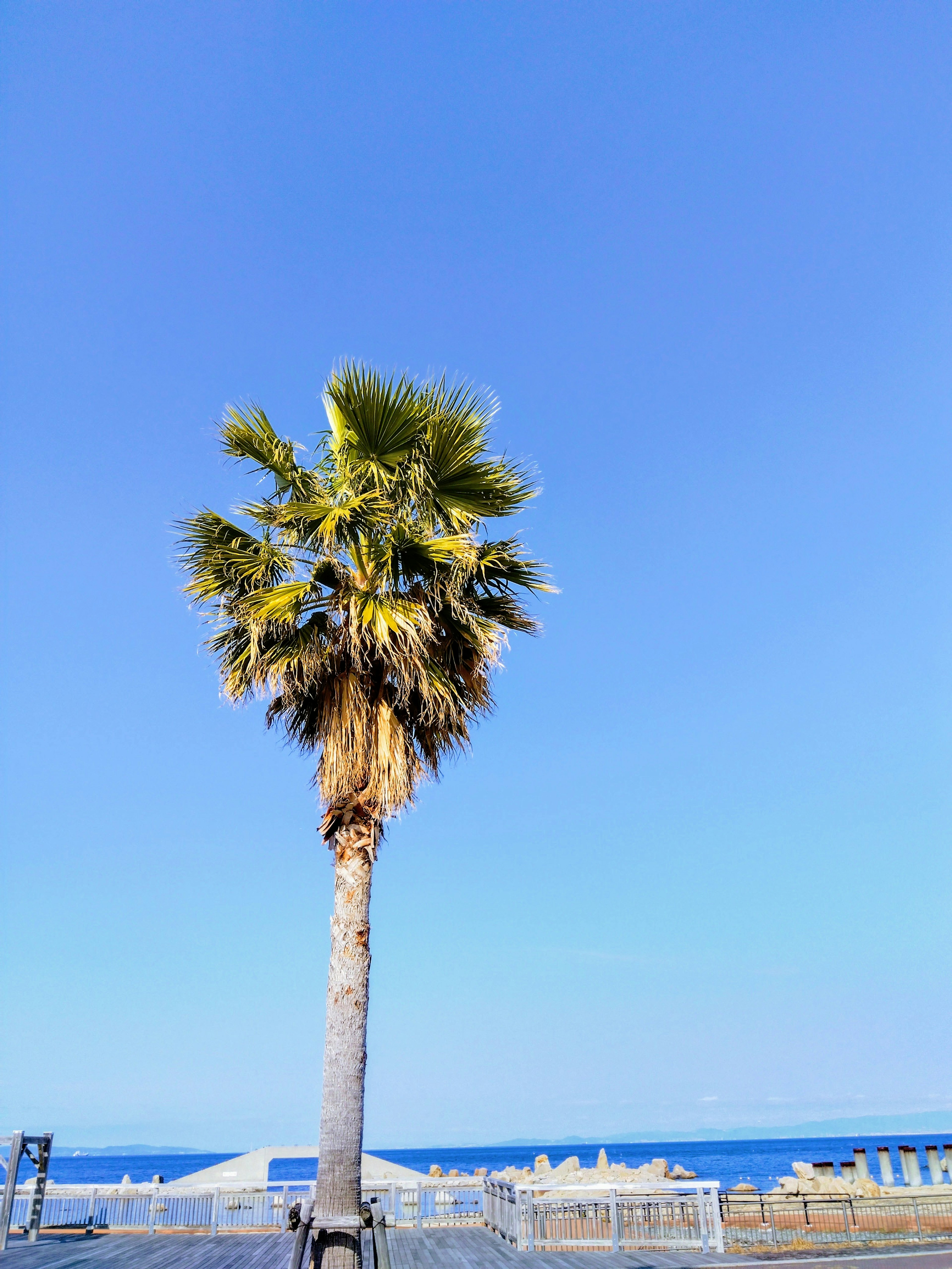 Palmera bajo un cielo azul claro con vista al océano