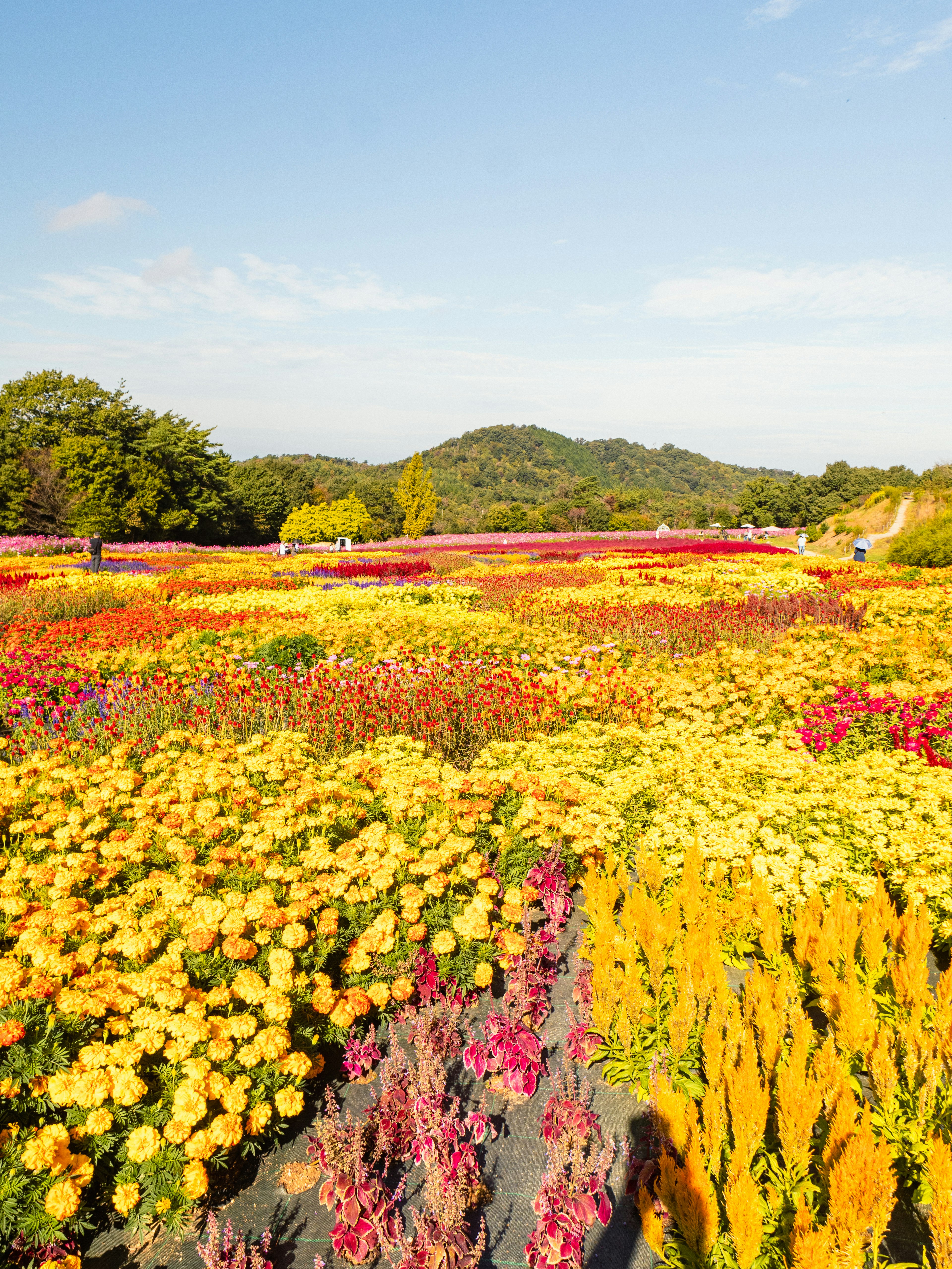 Vibrant flower fields with various colors green trees and a blue sky