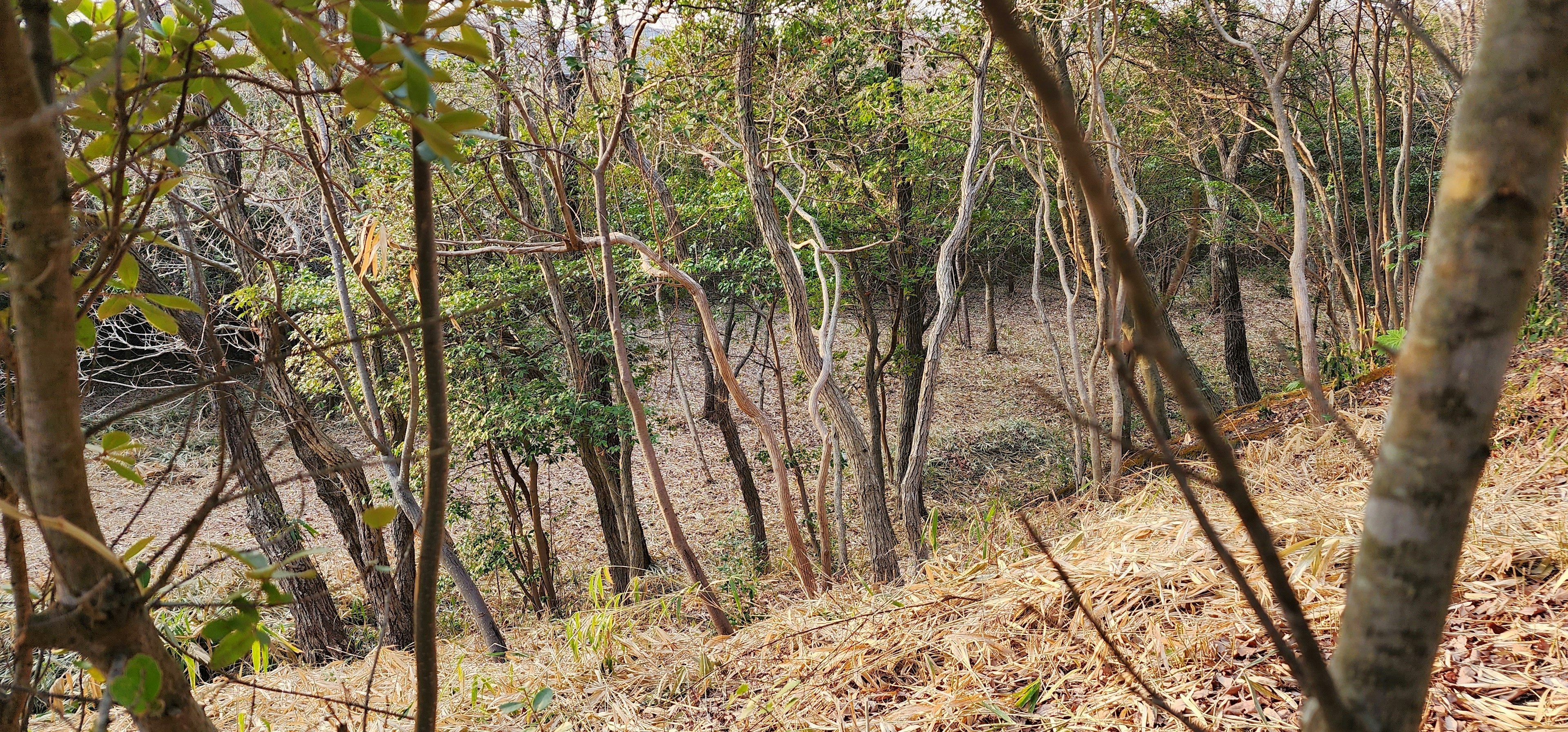 Una vista di una valle boschiva con alberi diradati e sottobosco