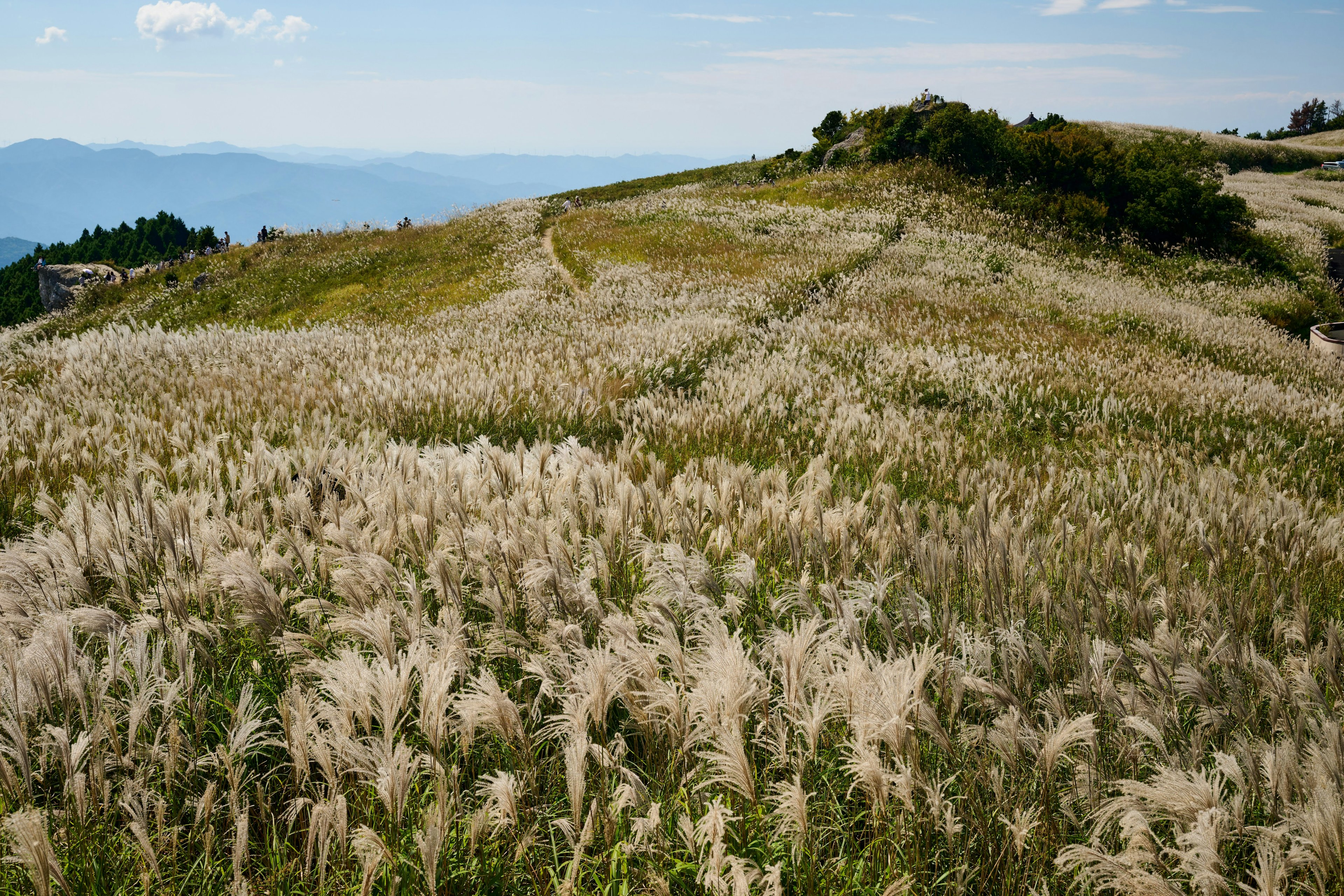 Campo expansivo de pasto de la pampa bajo un cielo azul