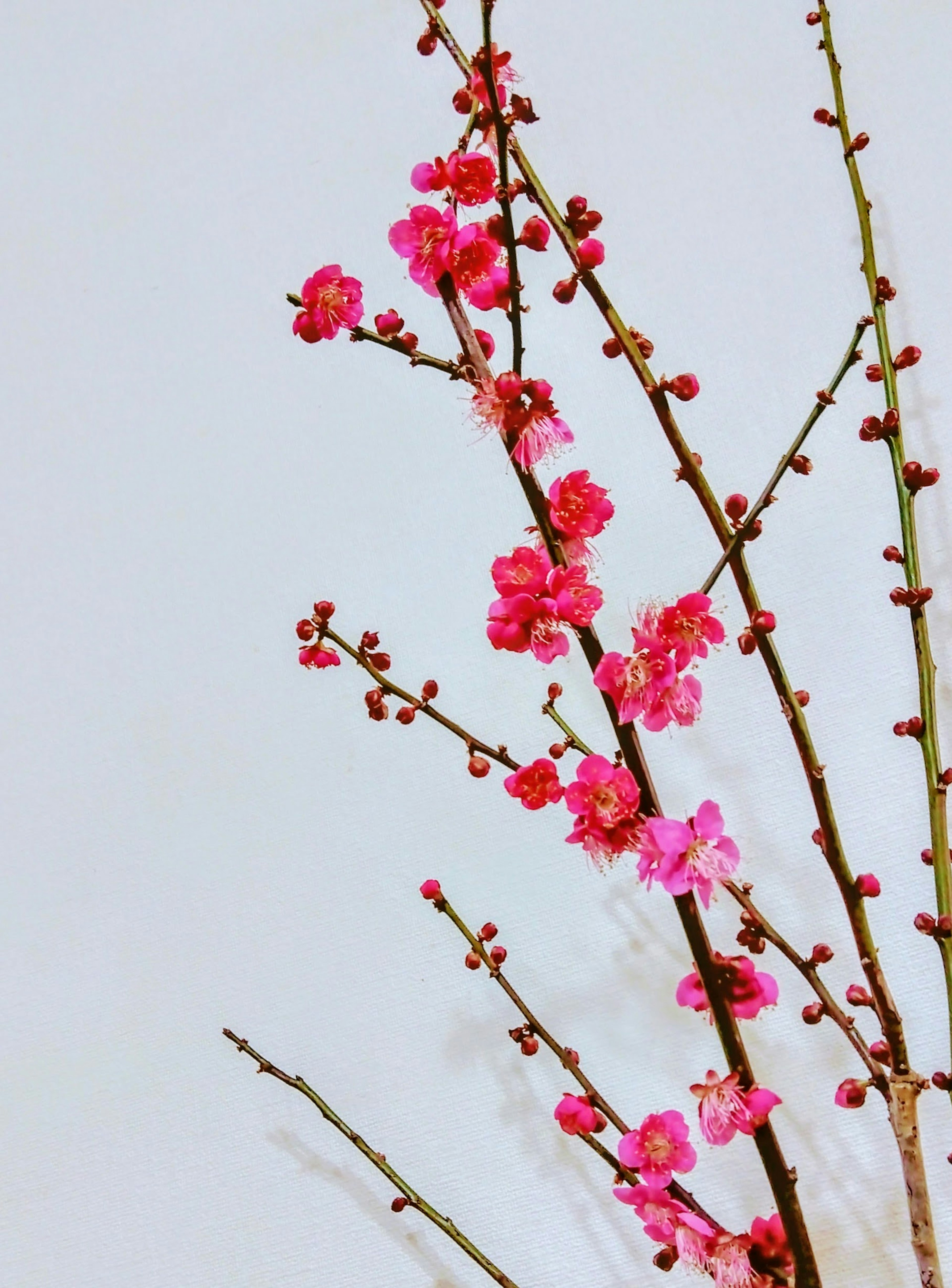 鲜艳粉色花朵的树枝特写