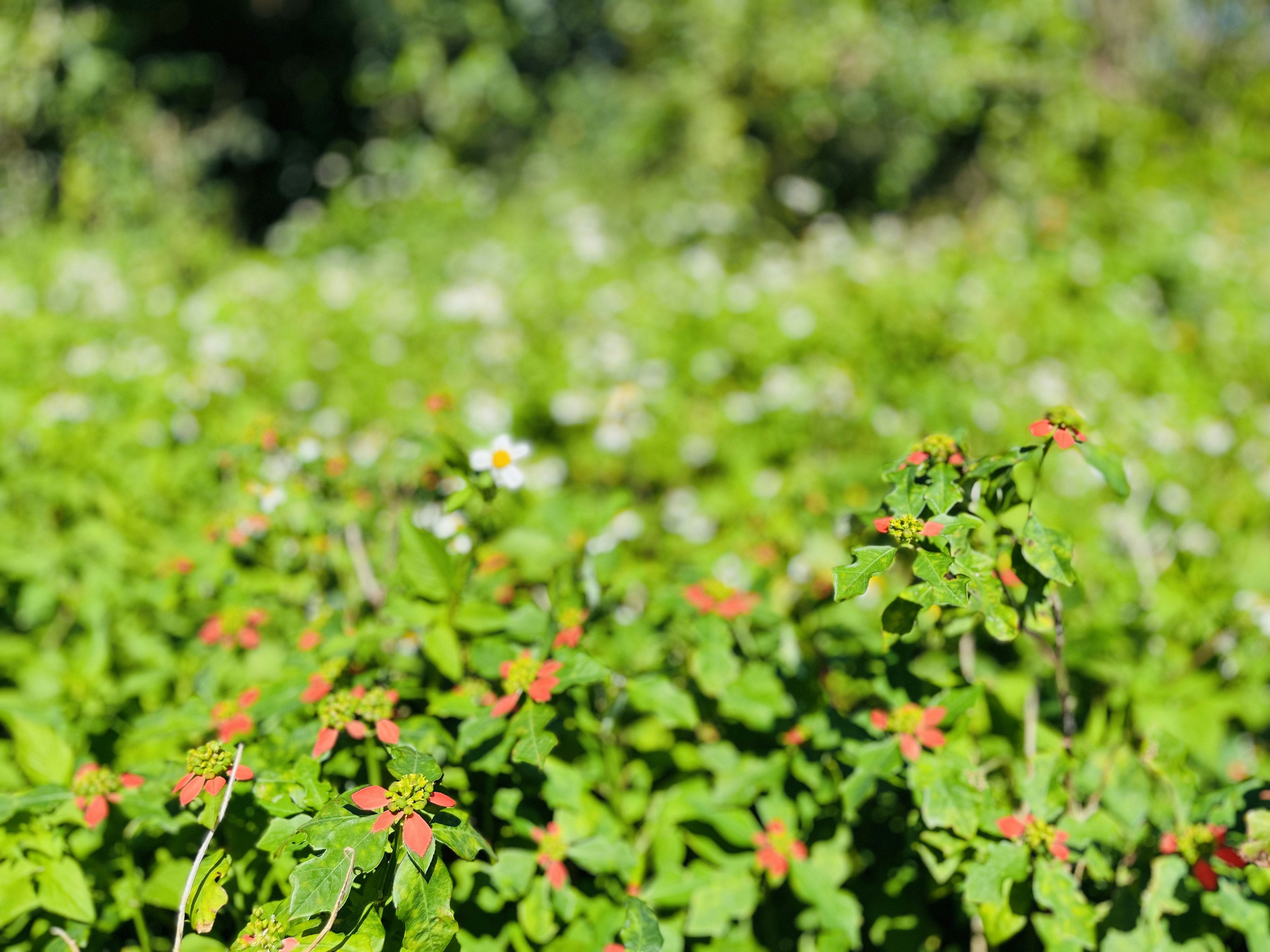 Primo piano di un paesaggio verde lussureggiante con foglie rosse e fiori bianchi