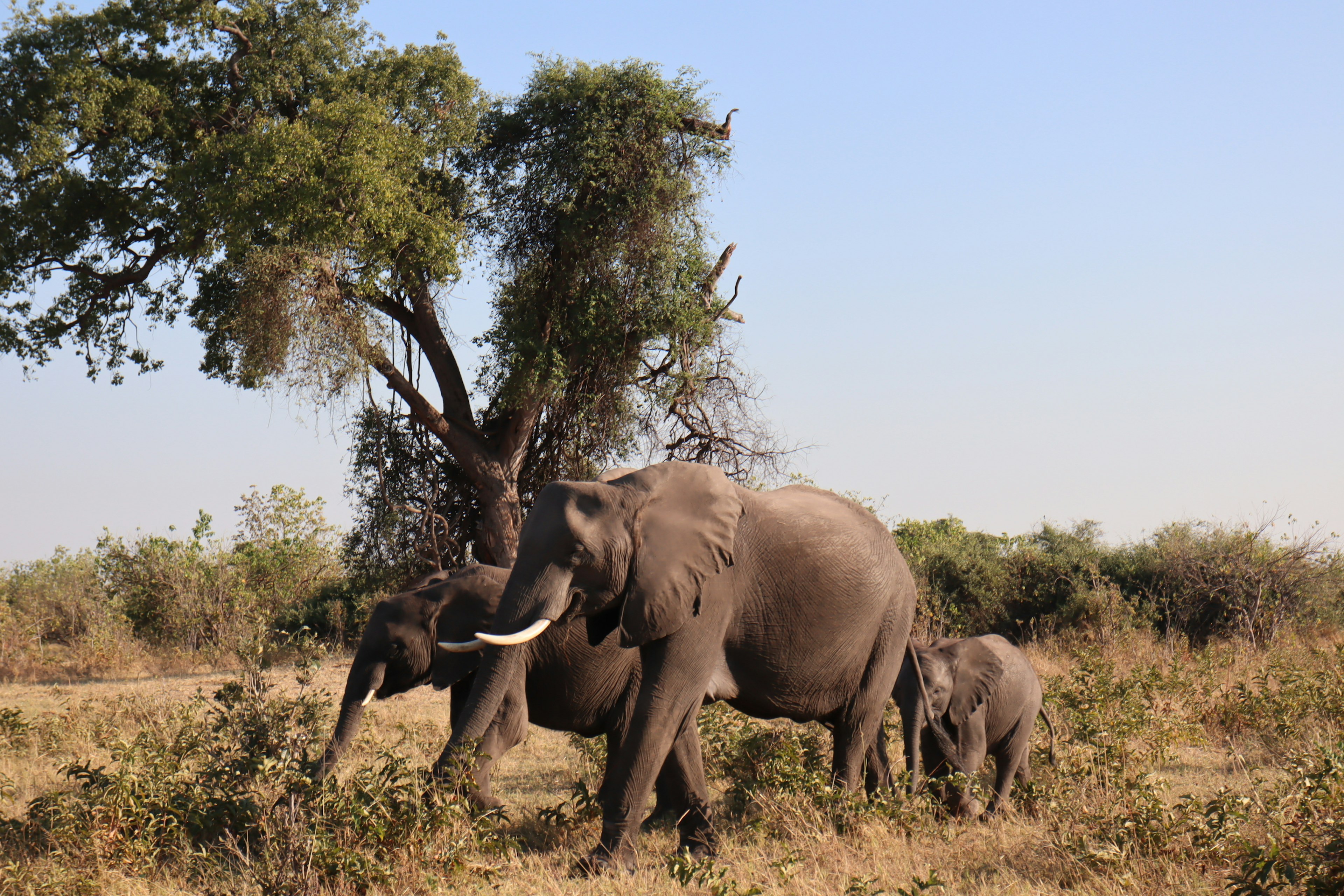 Herd of elephants walking on the savanna with a tree in the background