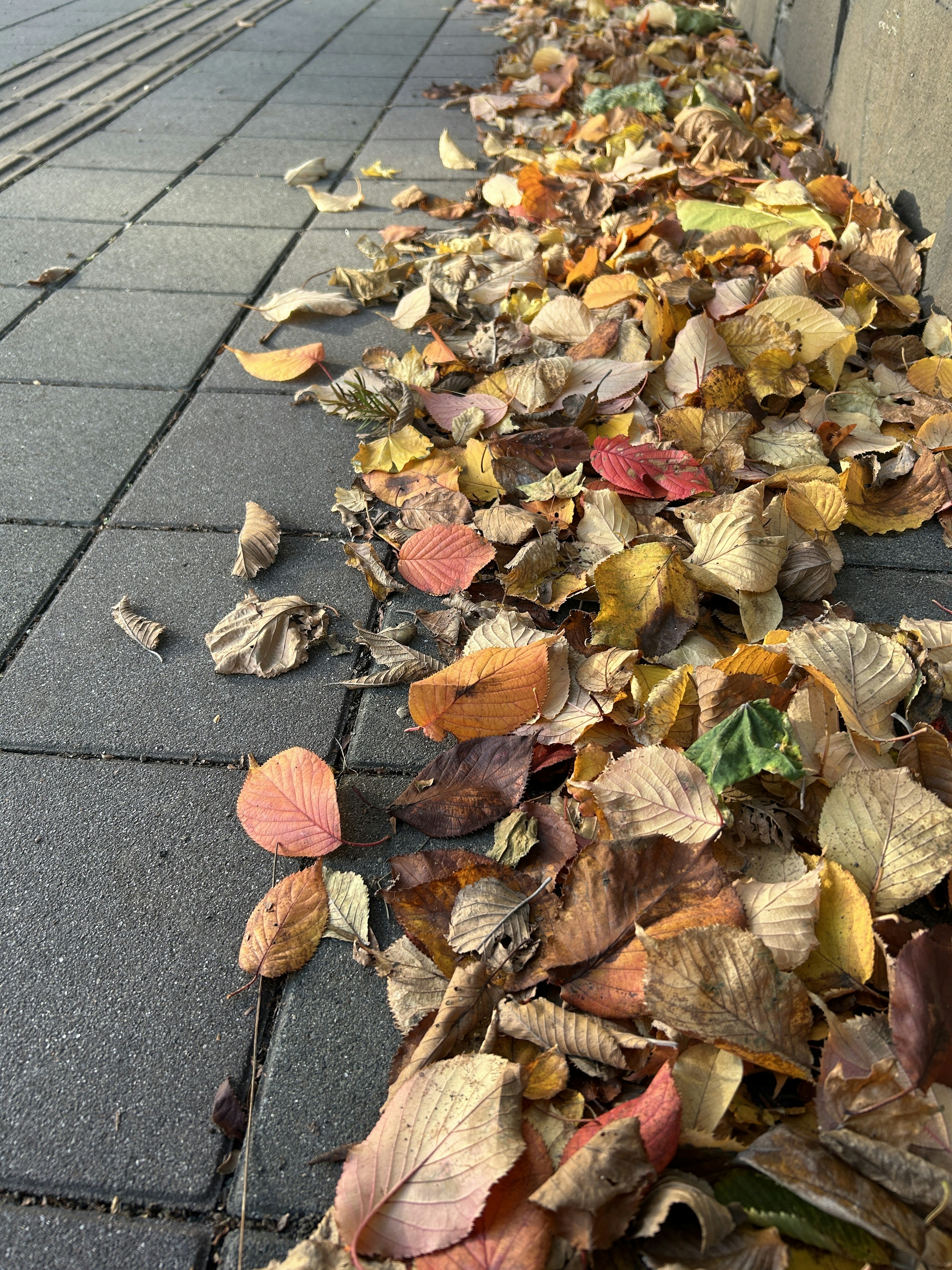 Bunte Herbstblätter, die auf einem Bürgersteig verstreut sind