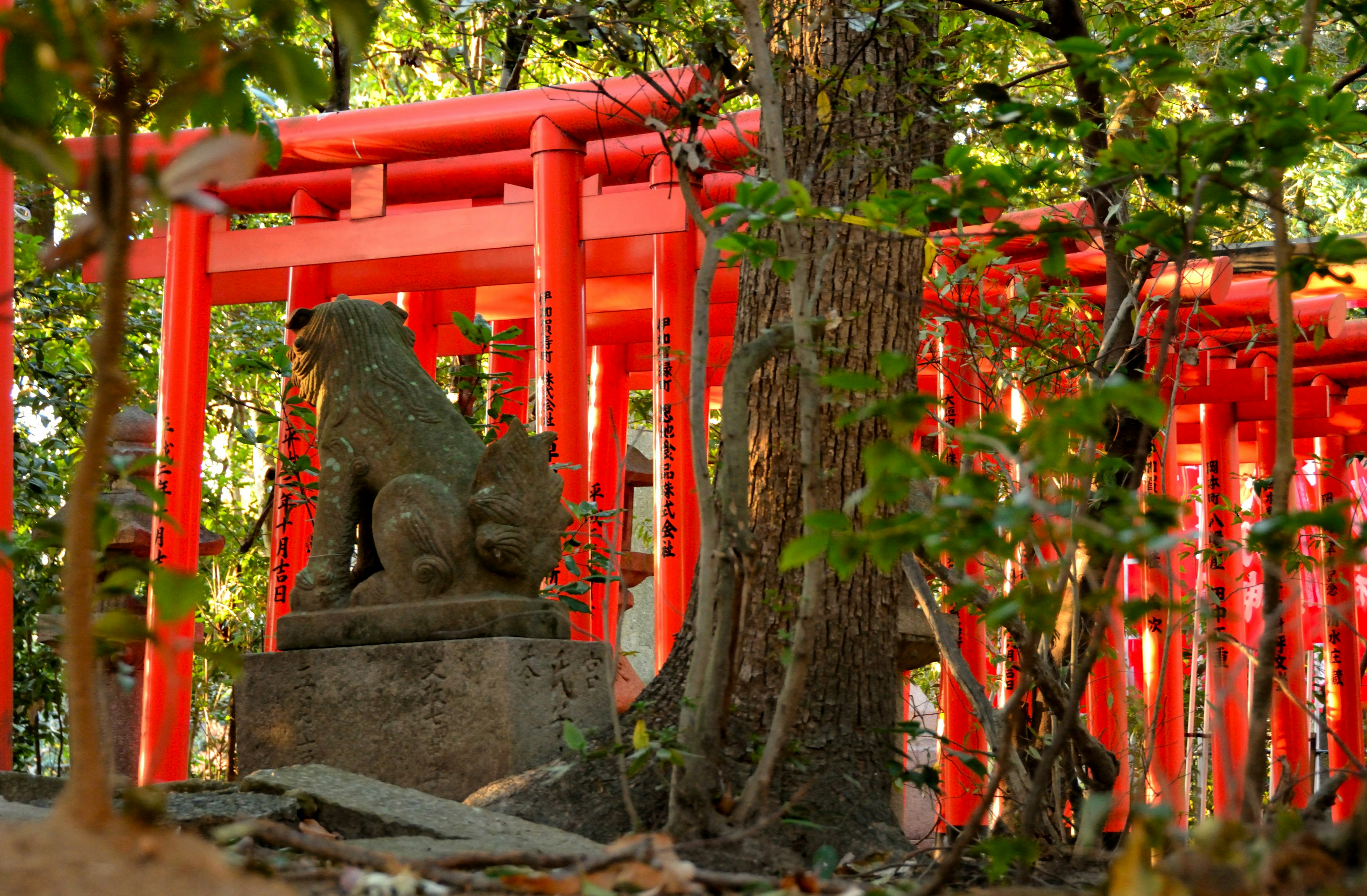 Pemandangan mistis sebuah kuil dengan gerbang torii merah dan patung anjing singa batu