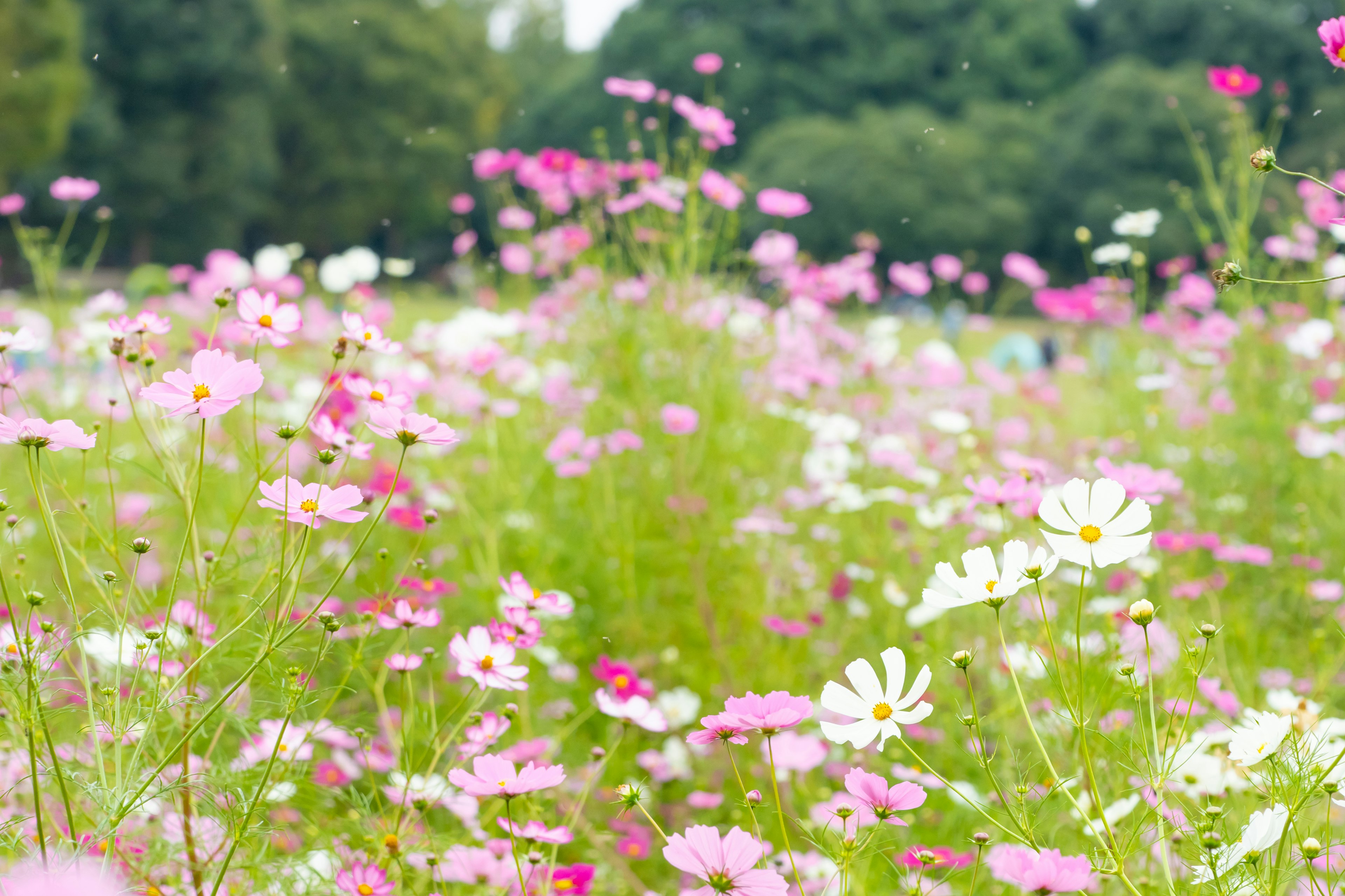 Campo fiorito con cosmos rosa e bianco che sbocciano in un prato verde