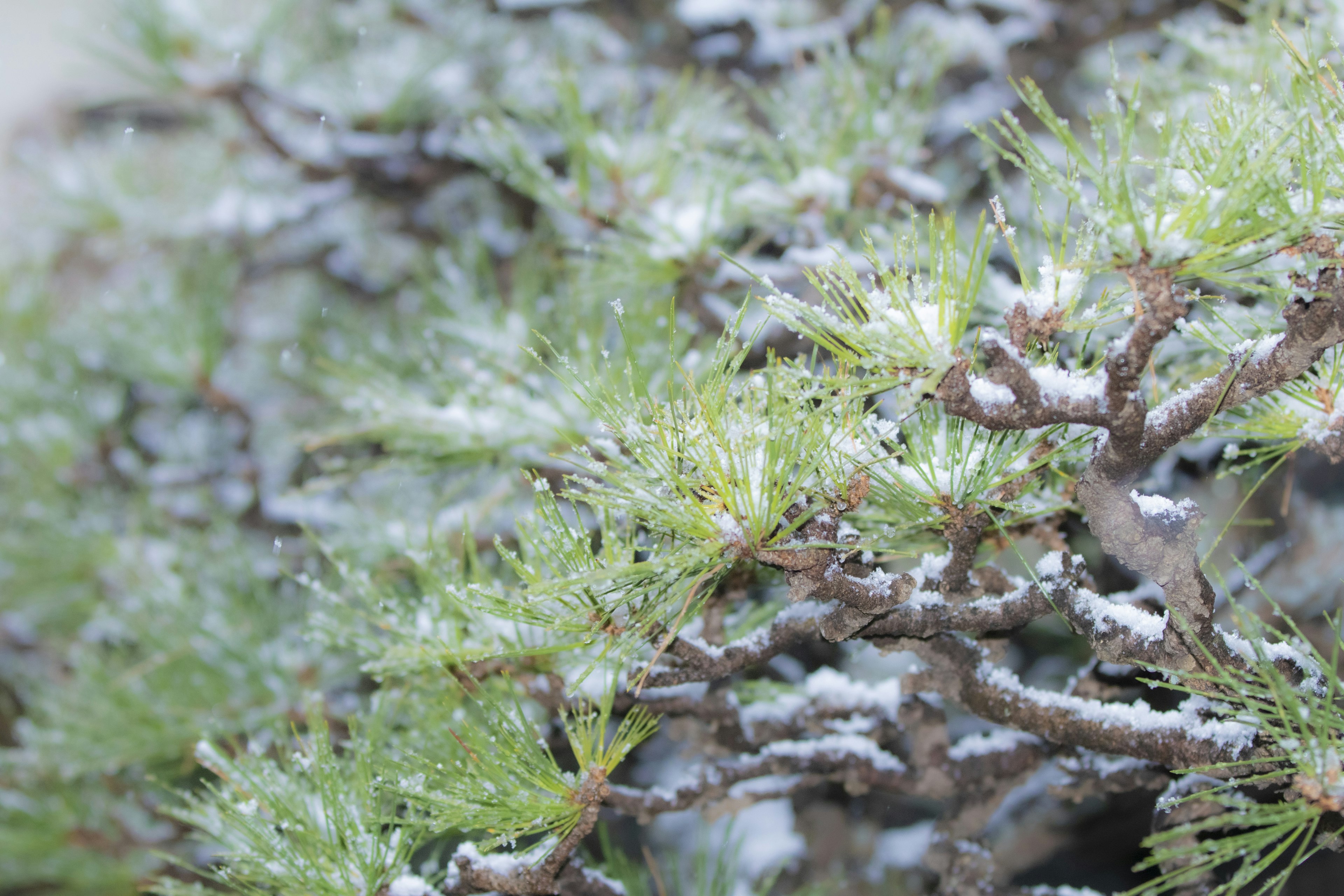 Close-up of green leaves and branches covered in snow