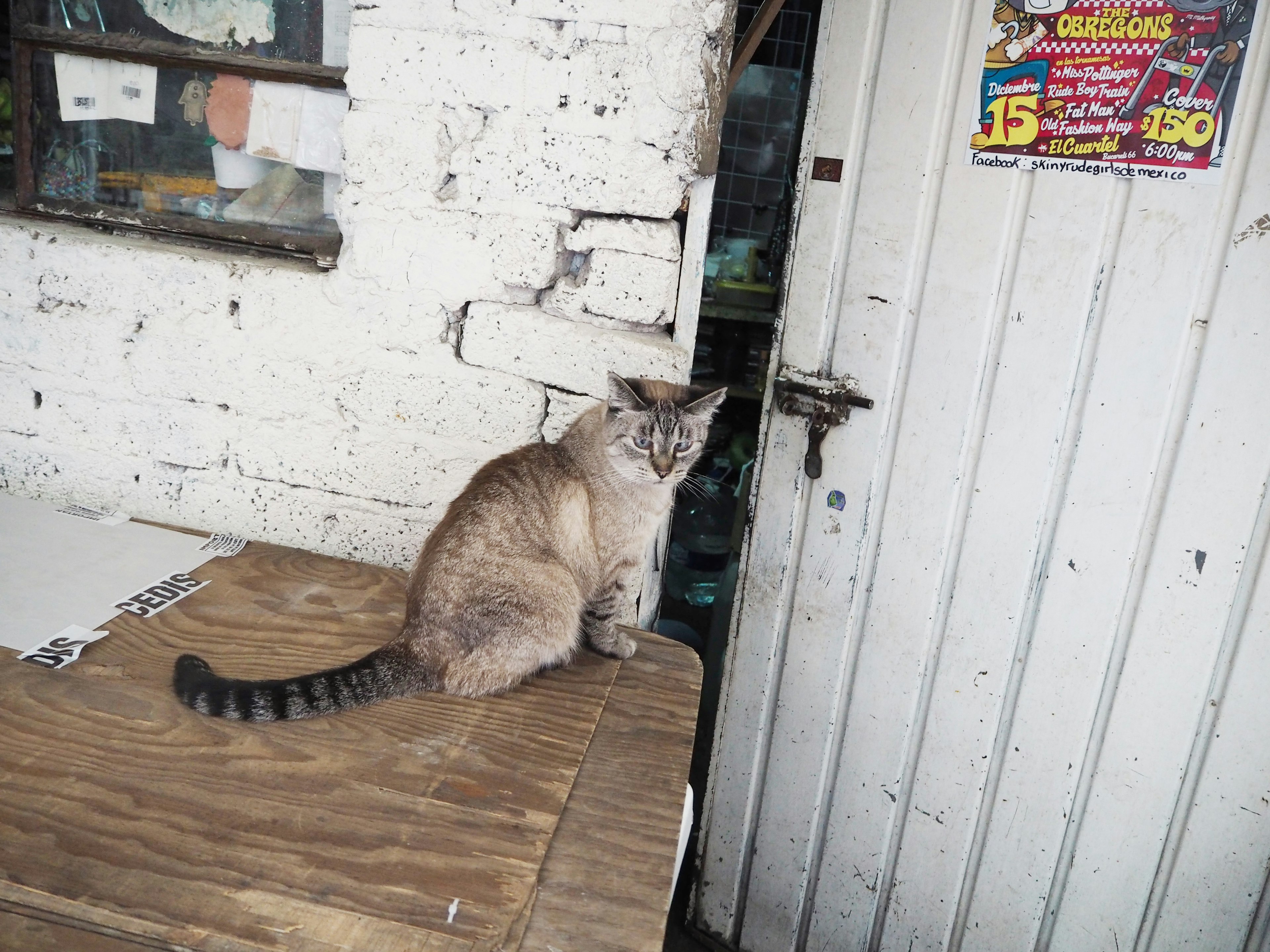 Un gato sentado en una mesa de madera cerca de una puerta blanca