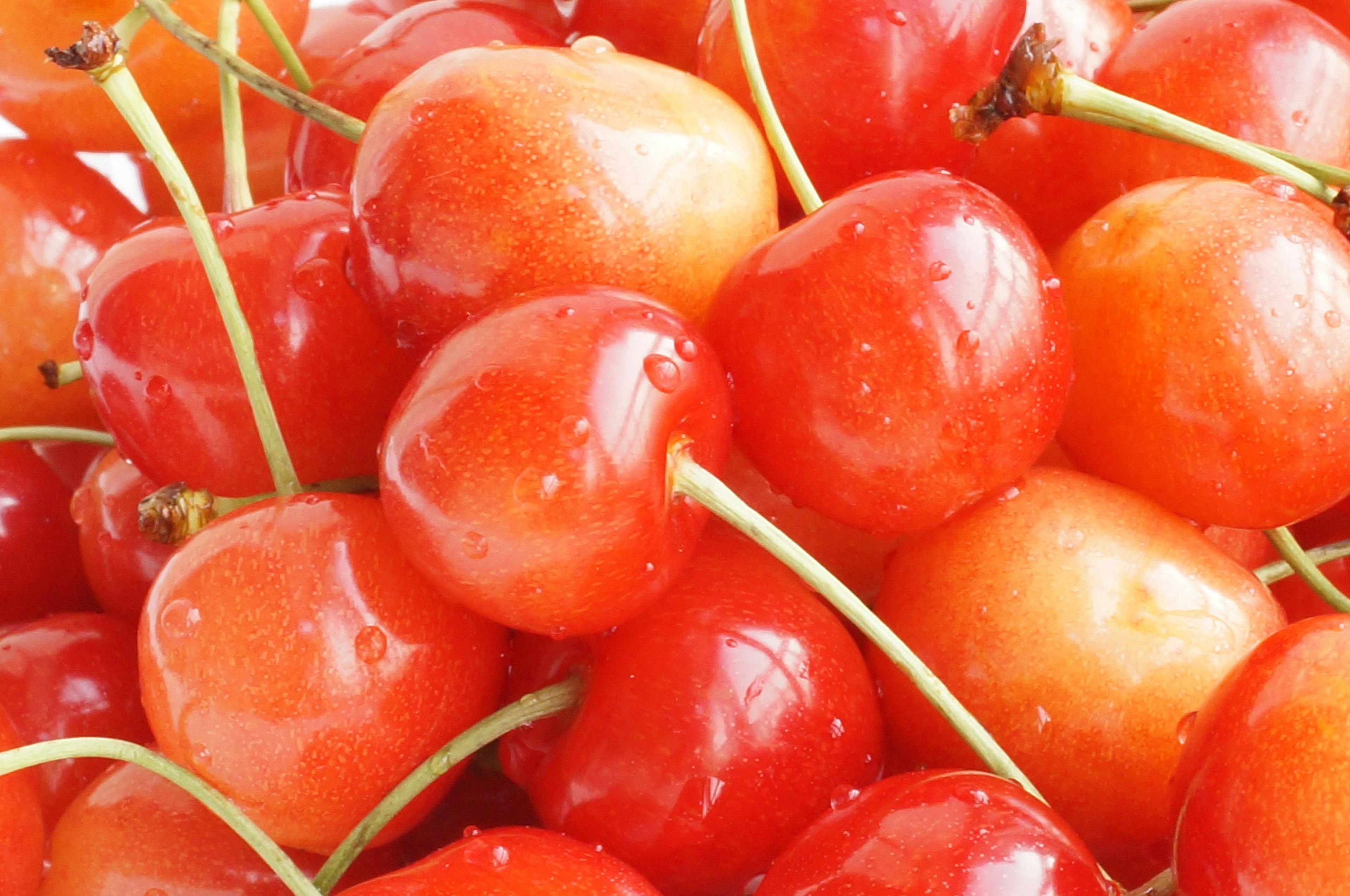 Close-up of vibrant red cherries with droplets of water