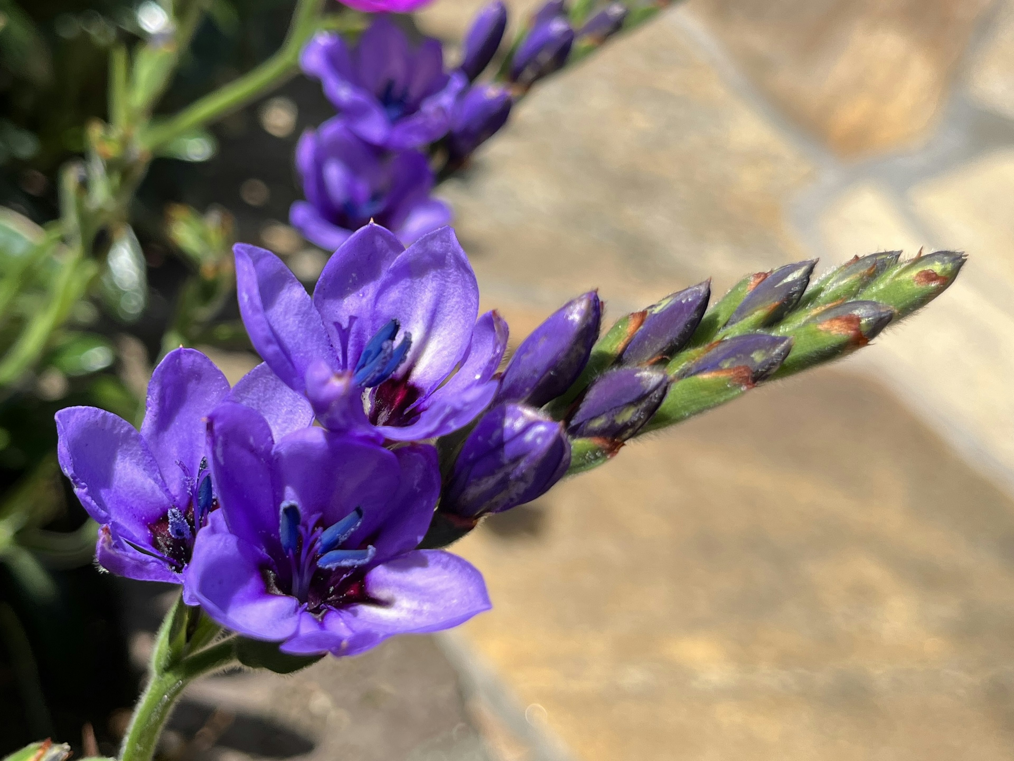 鮮やかな紫色の花と細長い蕾が並ぶ植物のクローズアップ