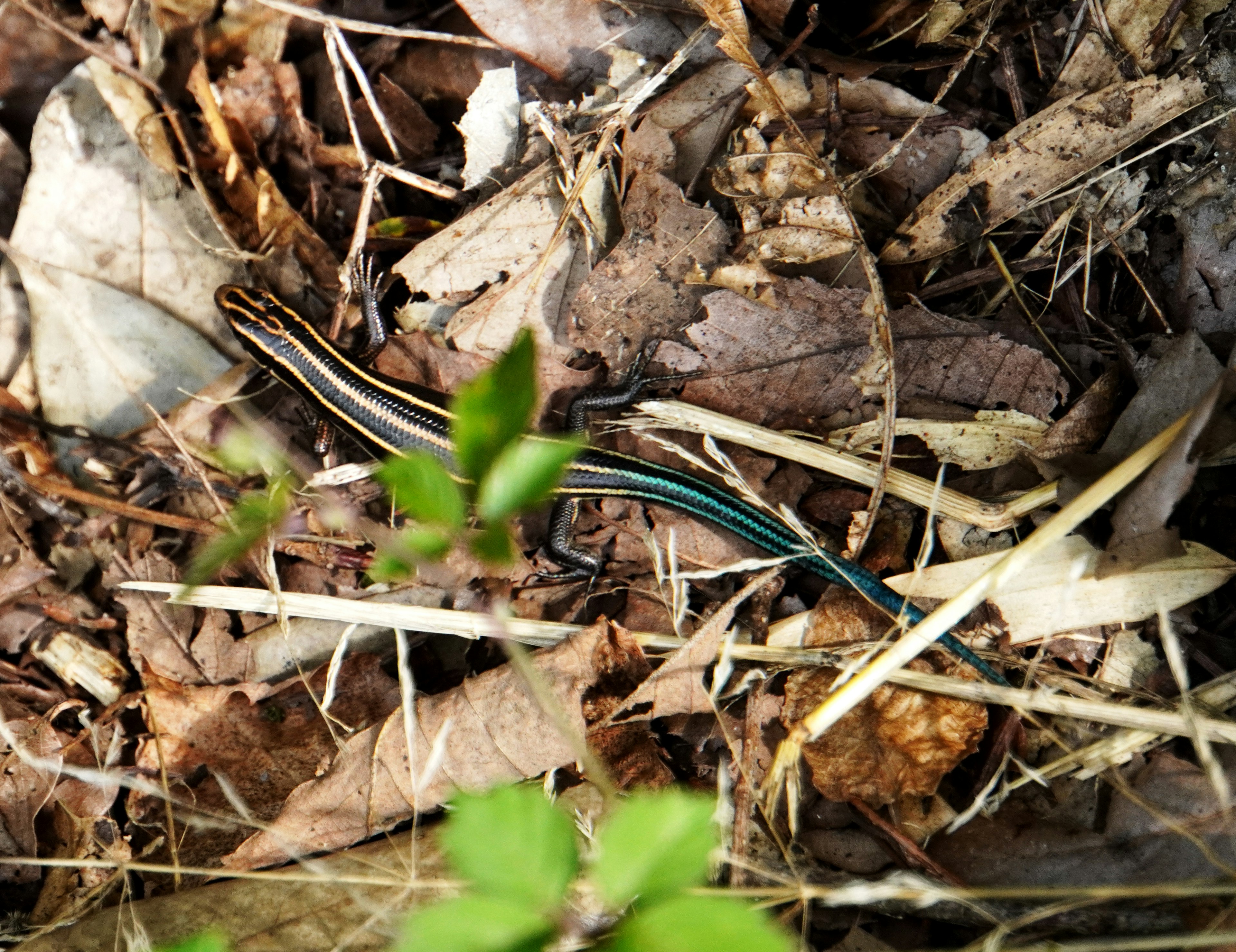 Una creatura snella e striata camuffata tra foglie e rametti sul pavimento della foresta