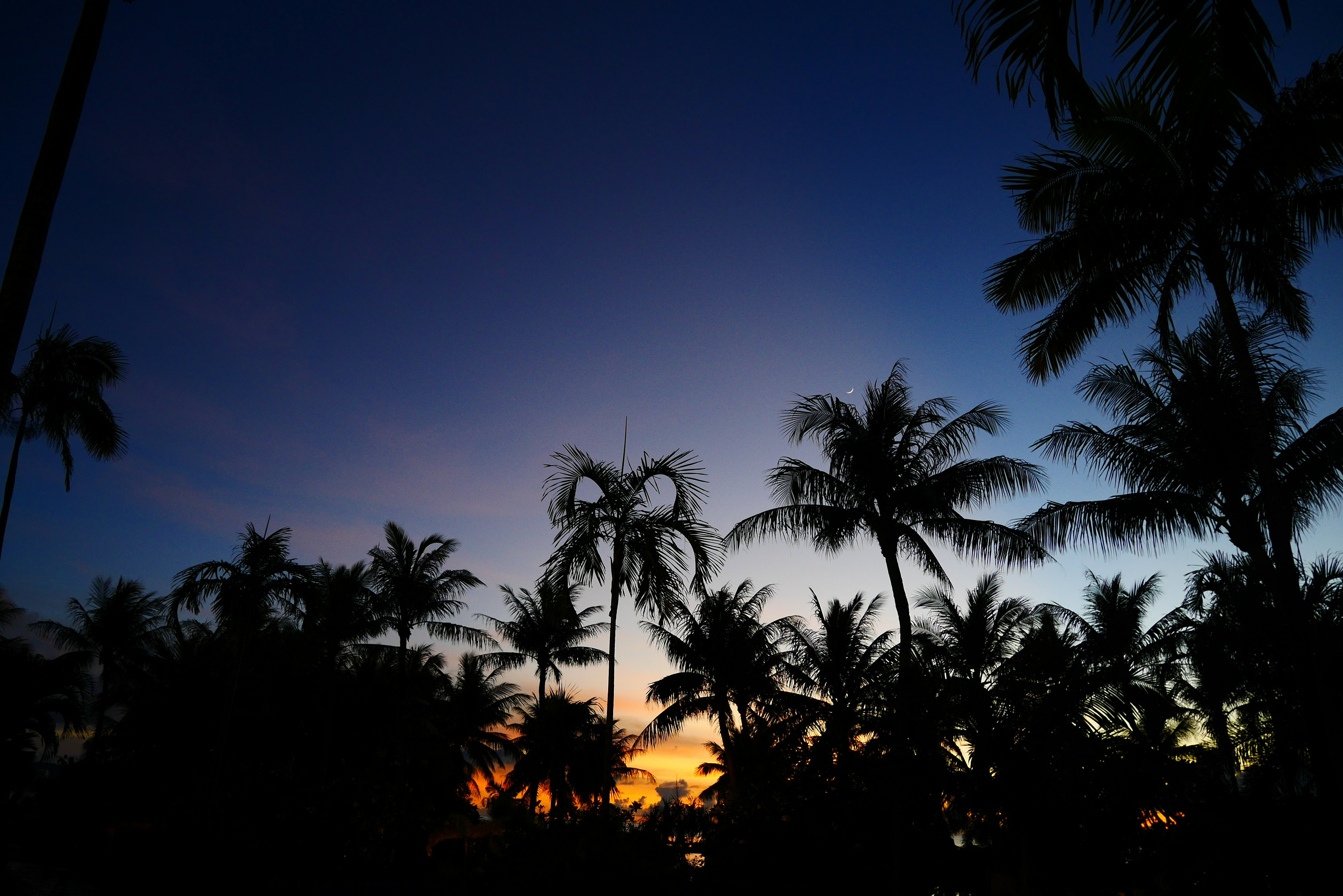 Silhouette of palm trees against a colorful sunset sky