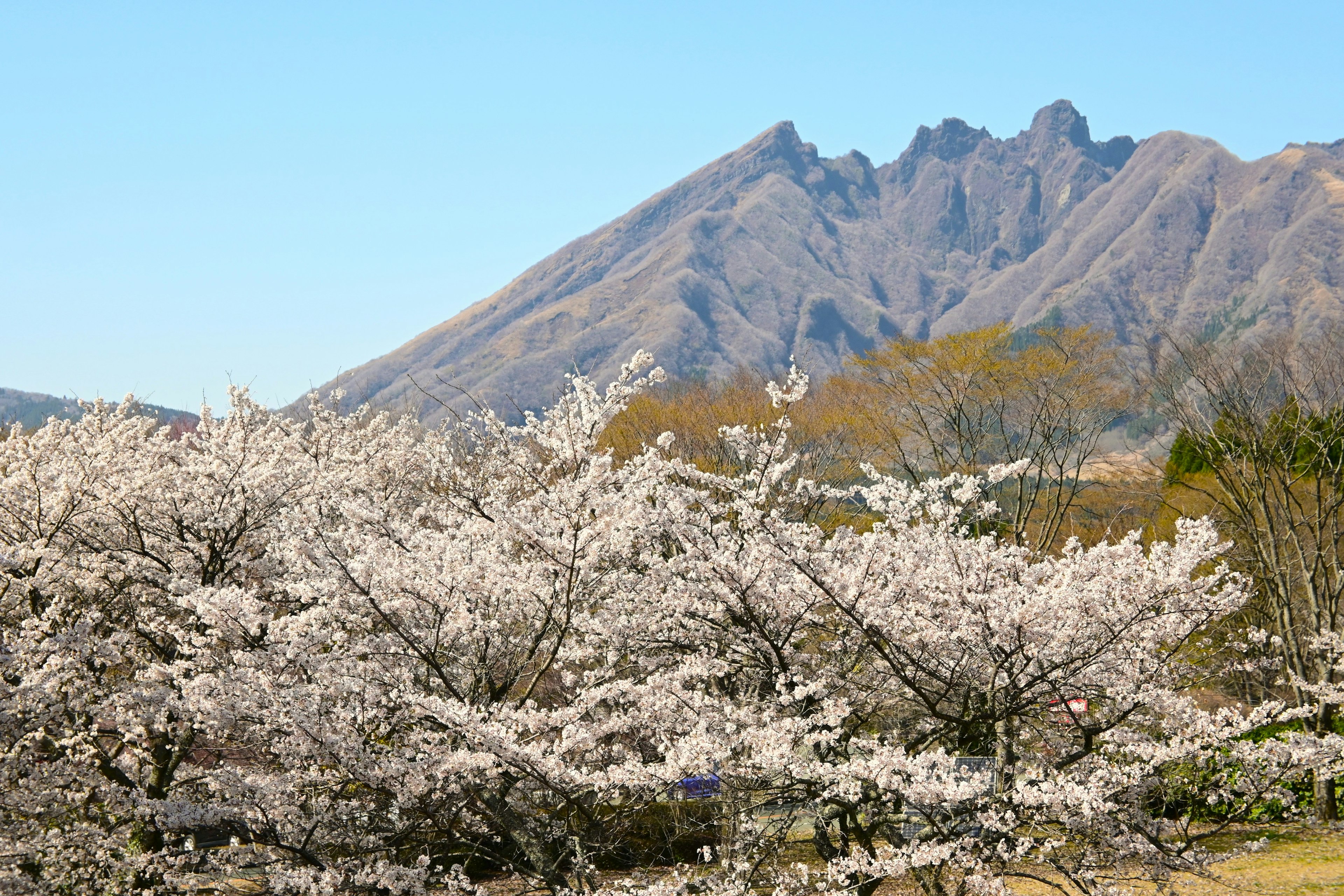 山と桜の木が咲いている風景