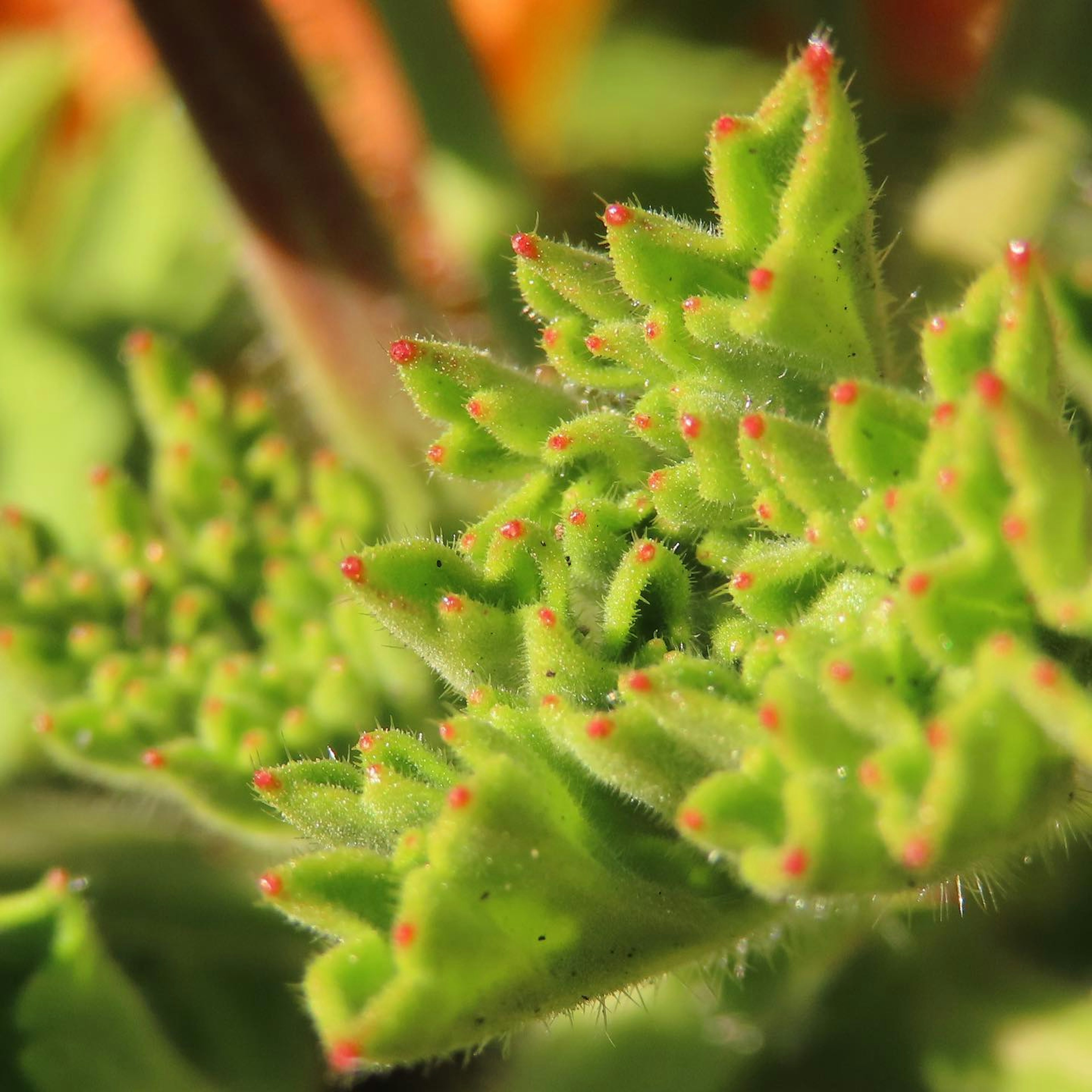 Close-up daun succulents hijau cerah dengan paku merah yang khas