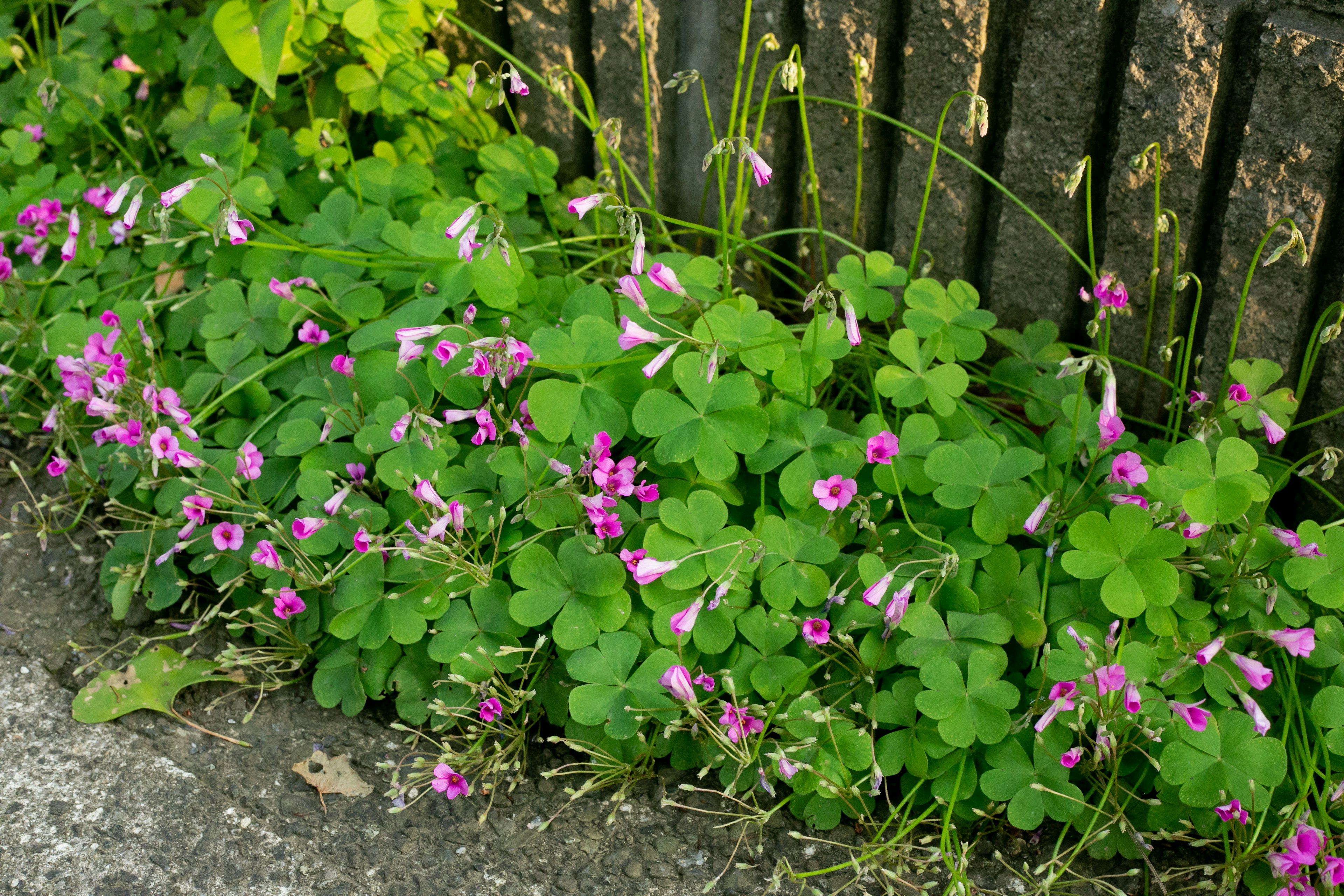 Un patch luxuriant de feuilles vertes avec de petites fleurs roses en fleurs