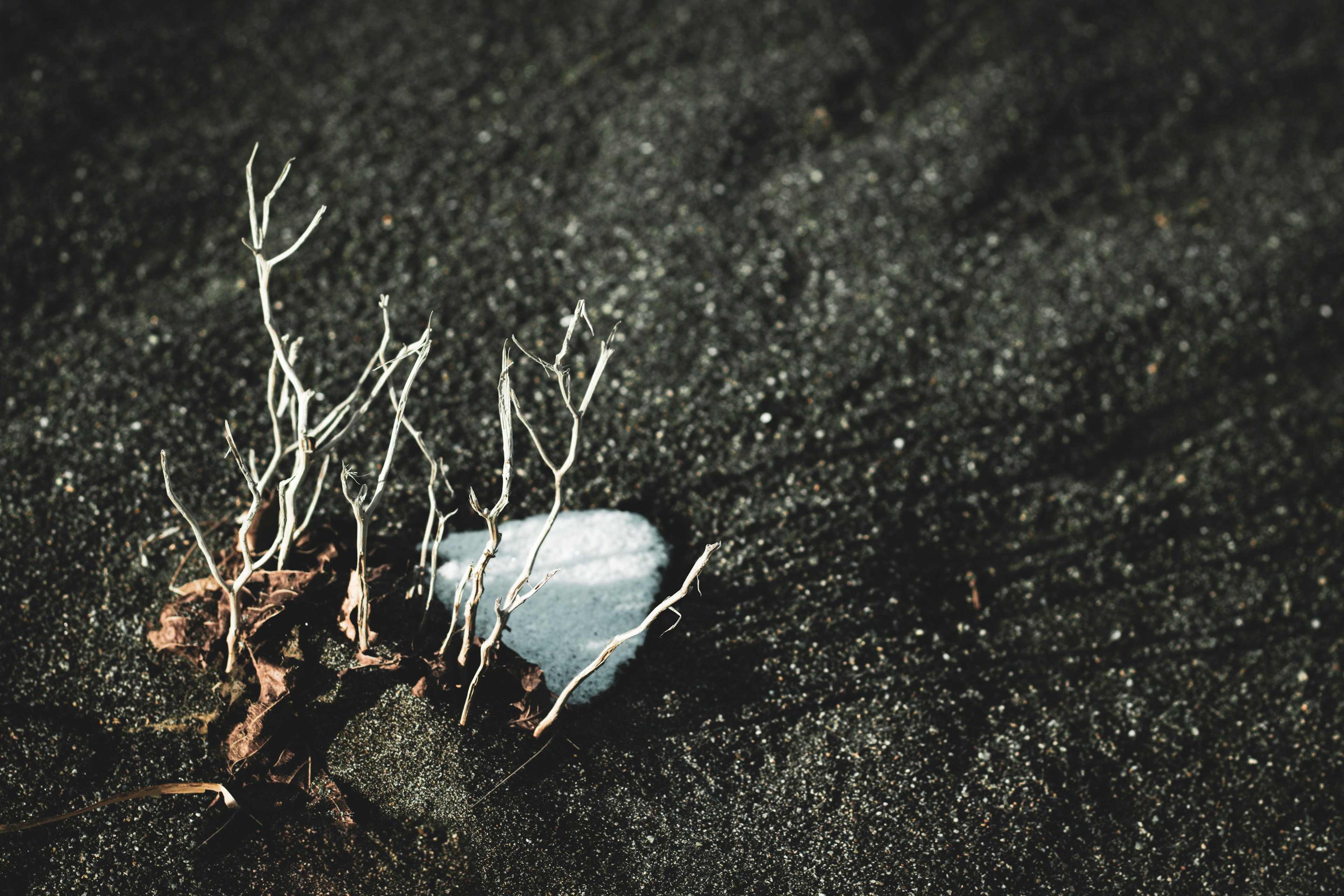 A white jellyfish and thin branch-like plants on black sand