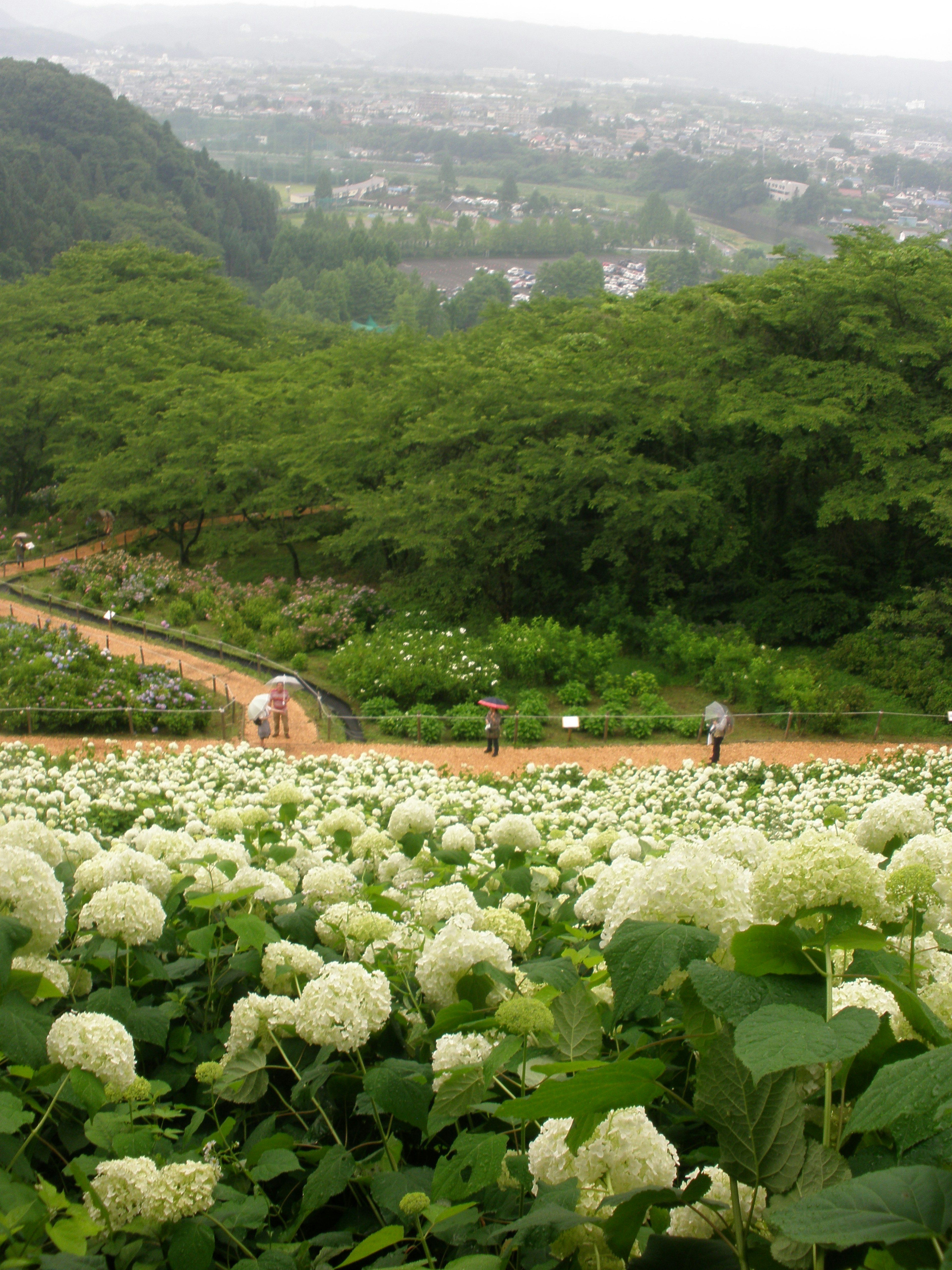 ภูเขาสีเขียวสดใสและทุ่งดอกไฮเดรนเยียสีขาว