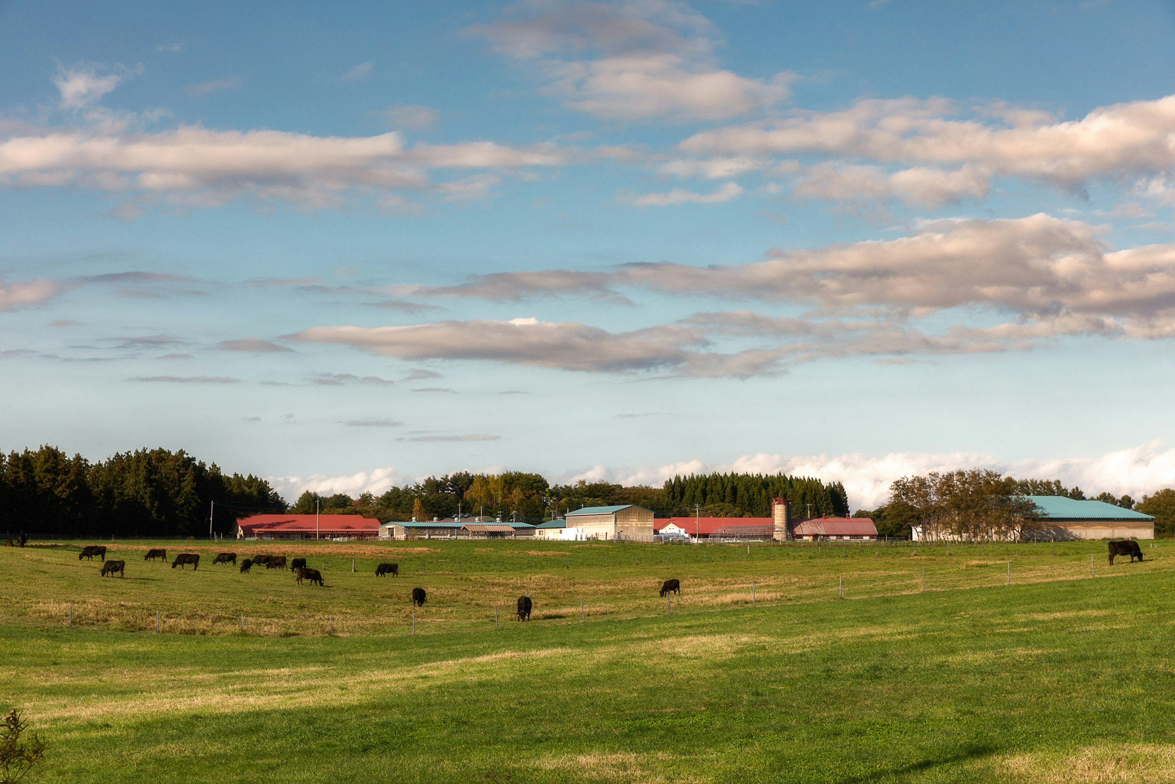 Pâturage vert vaste avec des vaches paissant et un ciel bleu