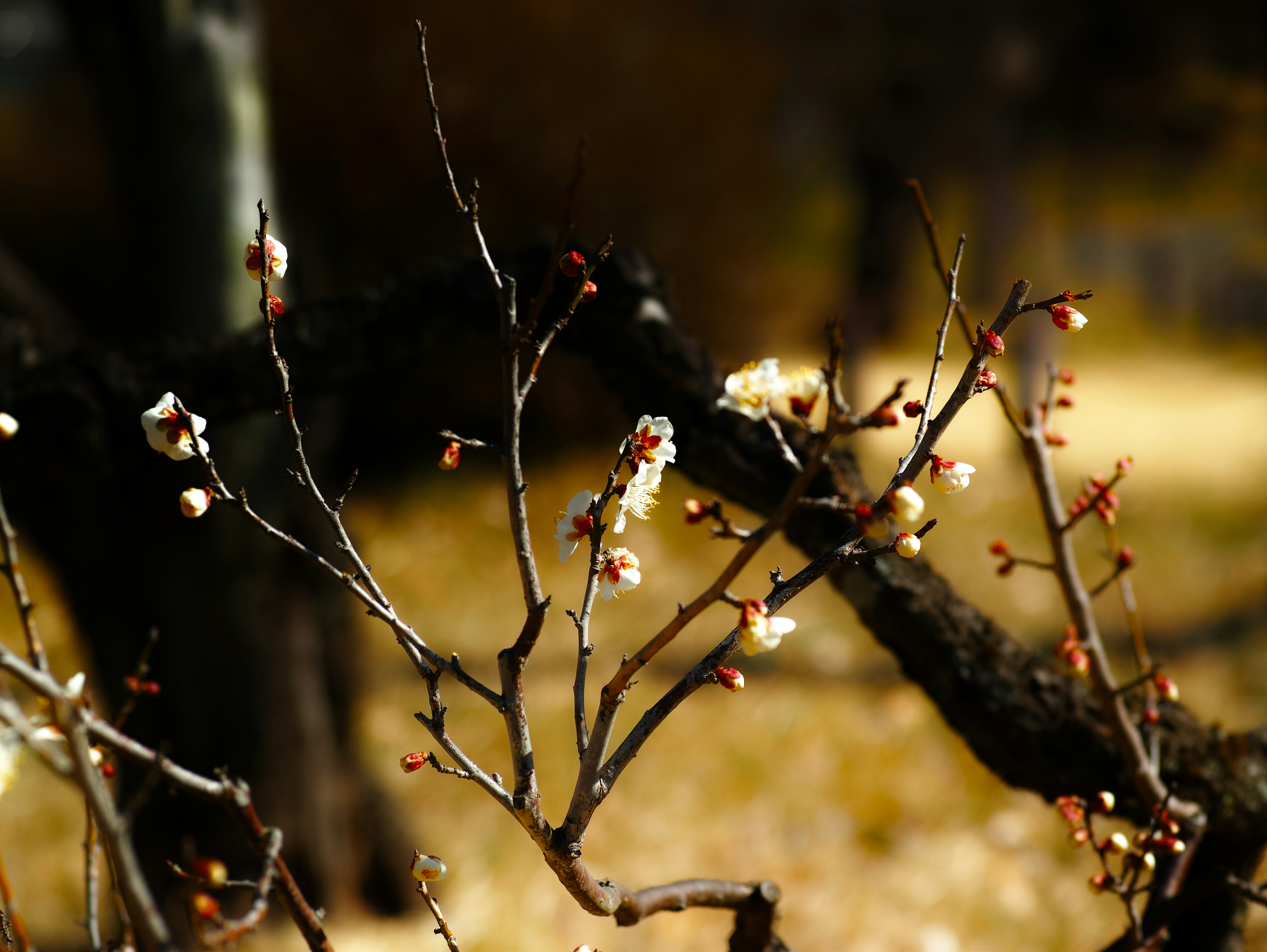 Branches avec des fleurs en bouton sur un fond flou