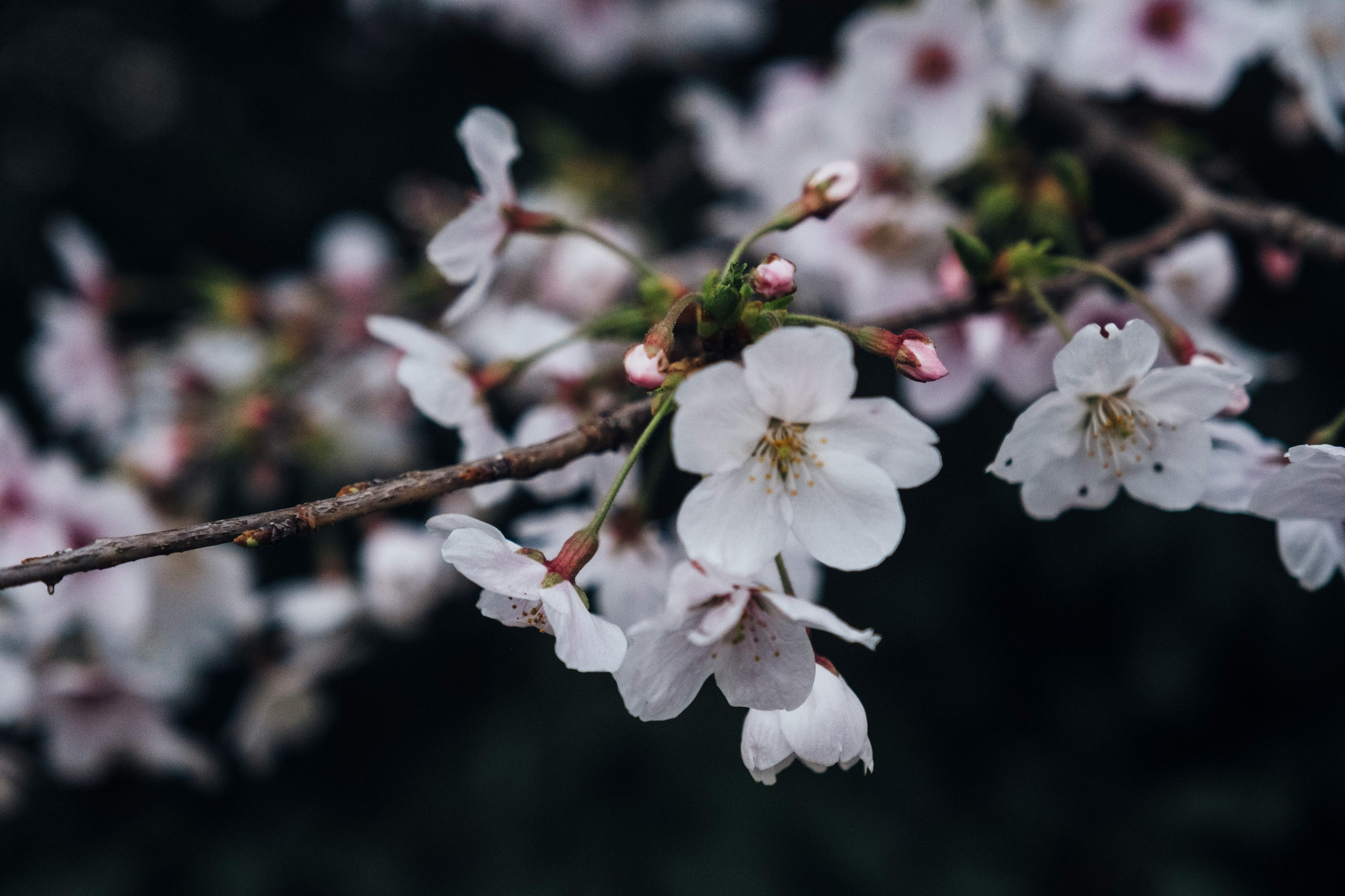 桜の花が咲いている枝のクローズアップ