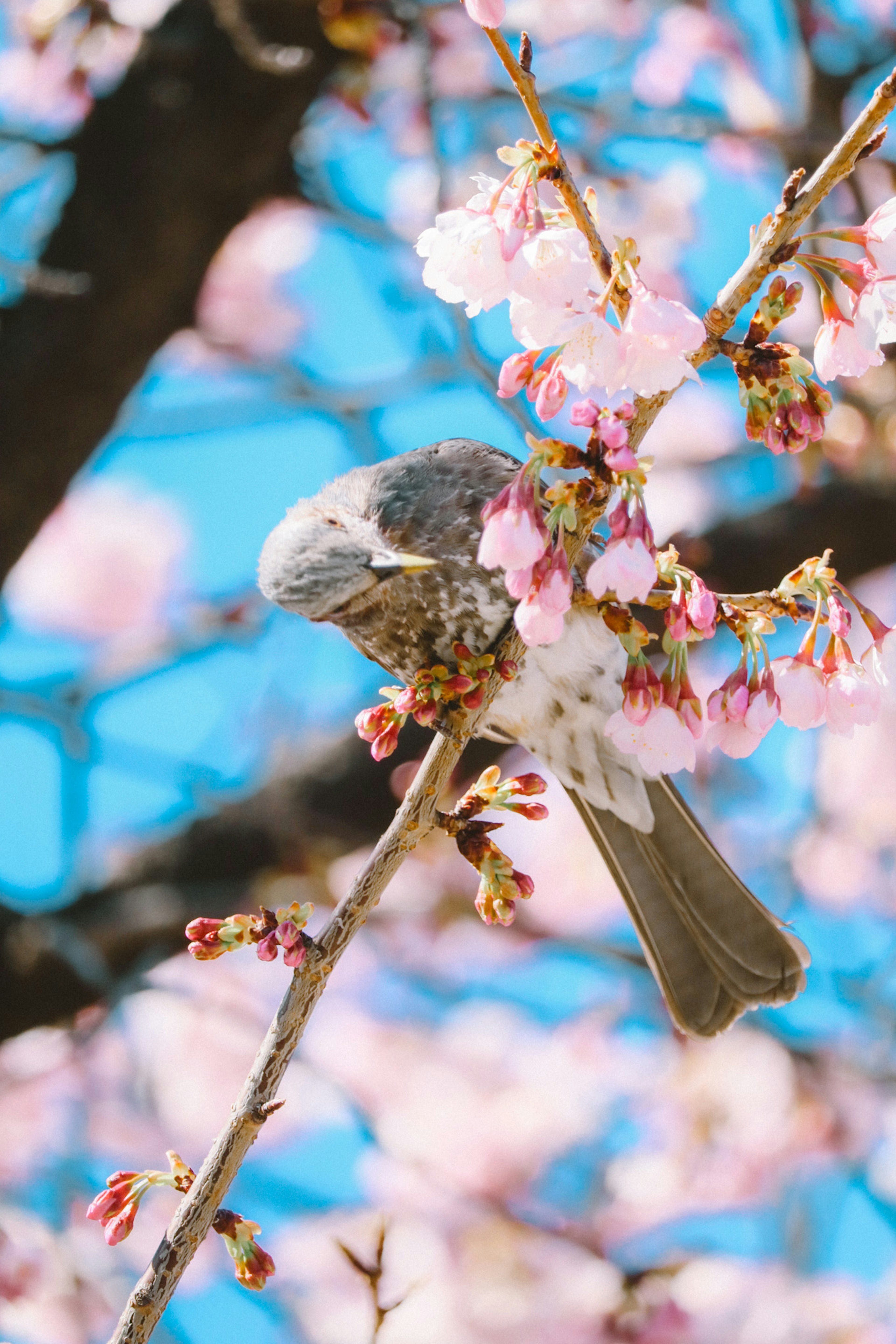 桜の花の間にいる小鳥の写真青い空とピンクの花が映える春の風景