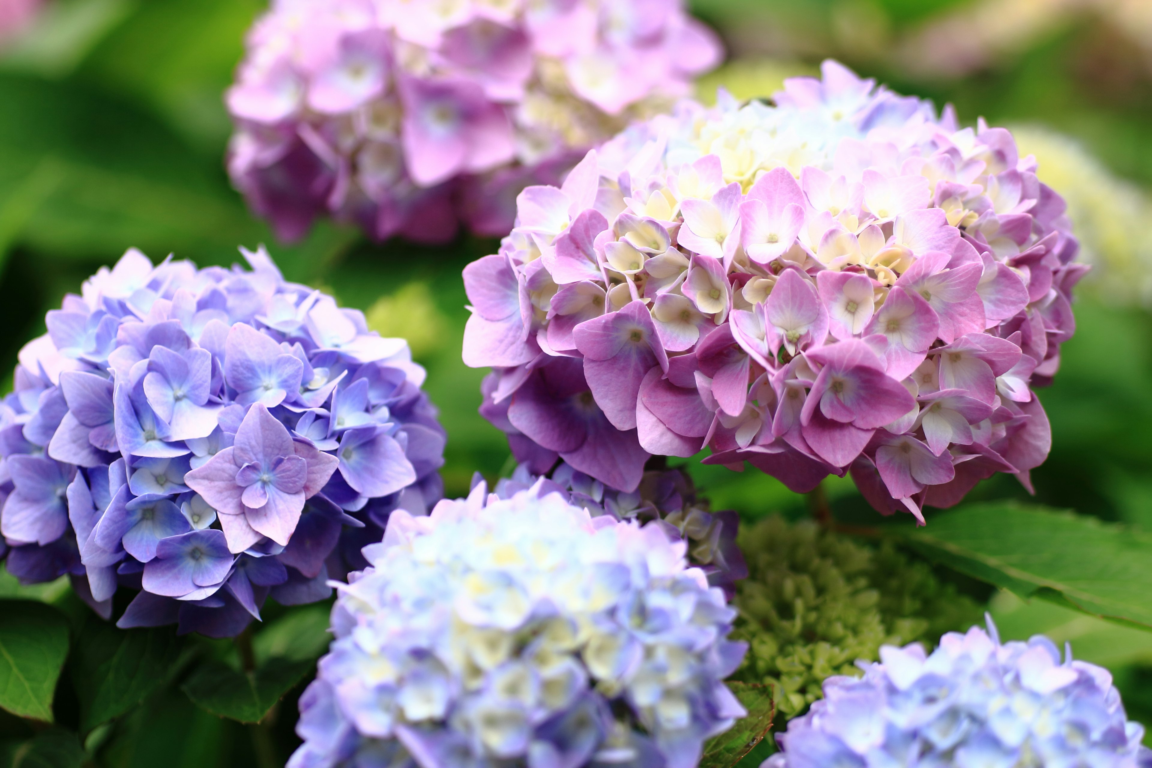 Bunga hydrangea berwarna-warni mekar di taman