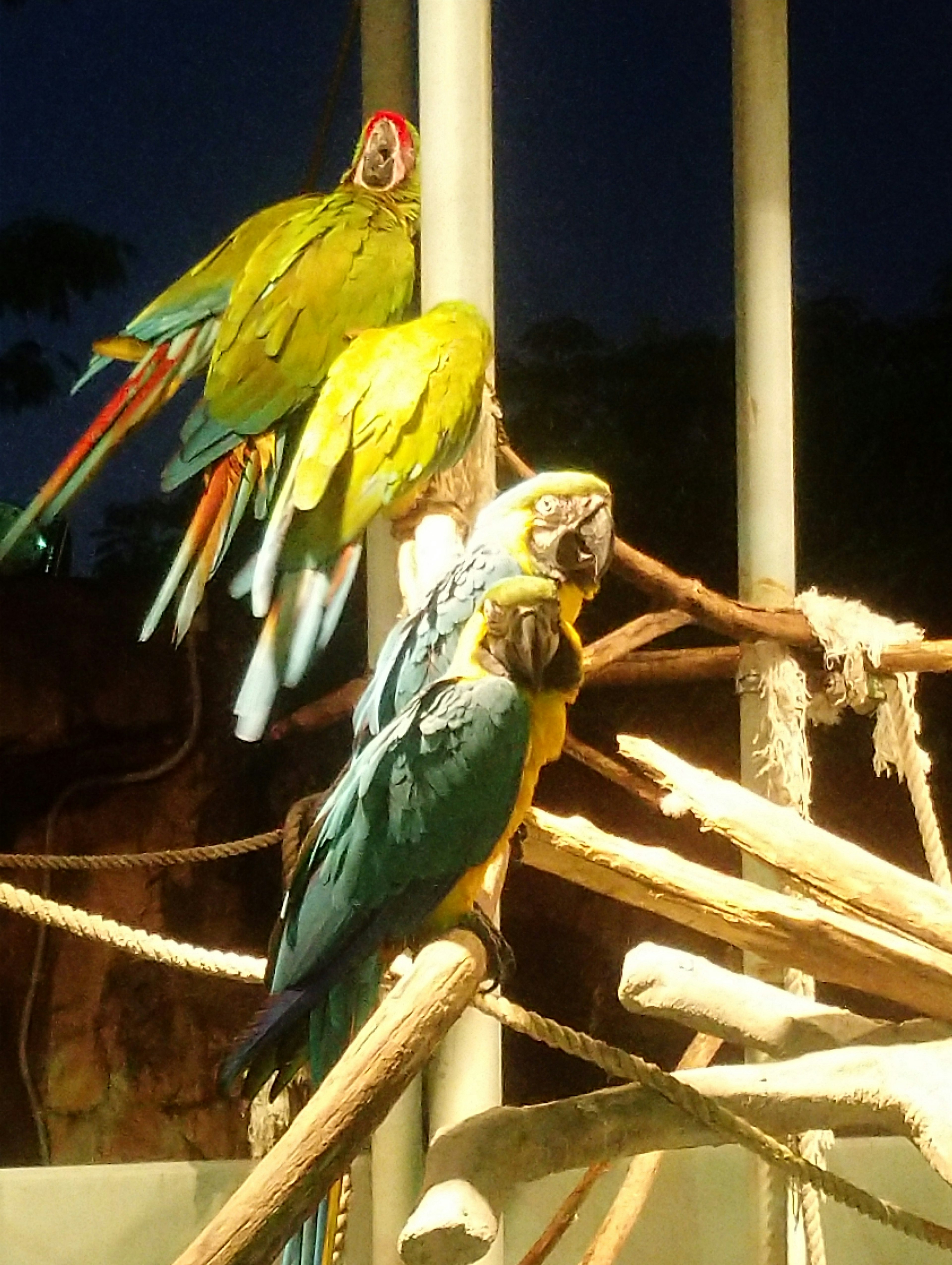 Burung beo berwarna cerah bertengger di cabang di malam hari