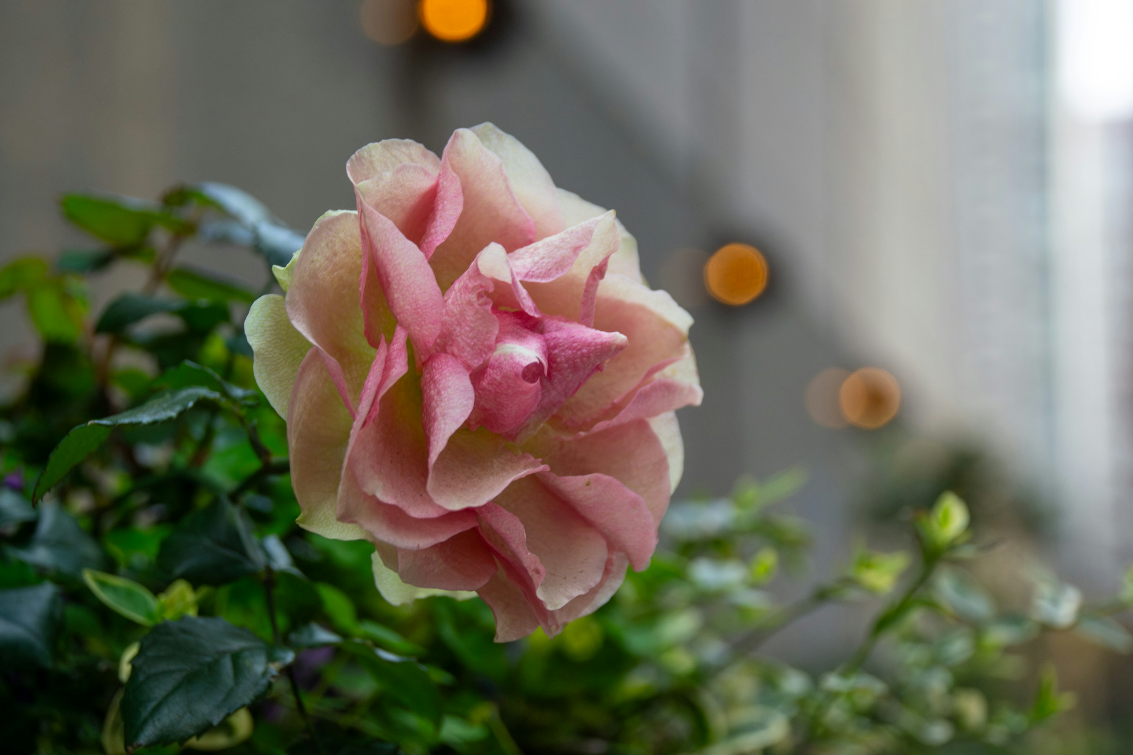 淡いピンクのバラの花が緑の葉の間に咲いている背景にはぼんやりしたオレンジの光が見える