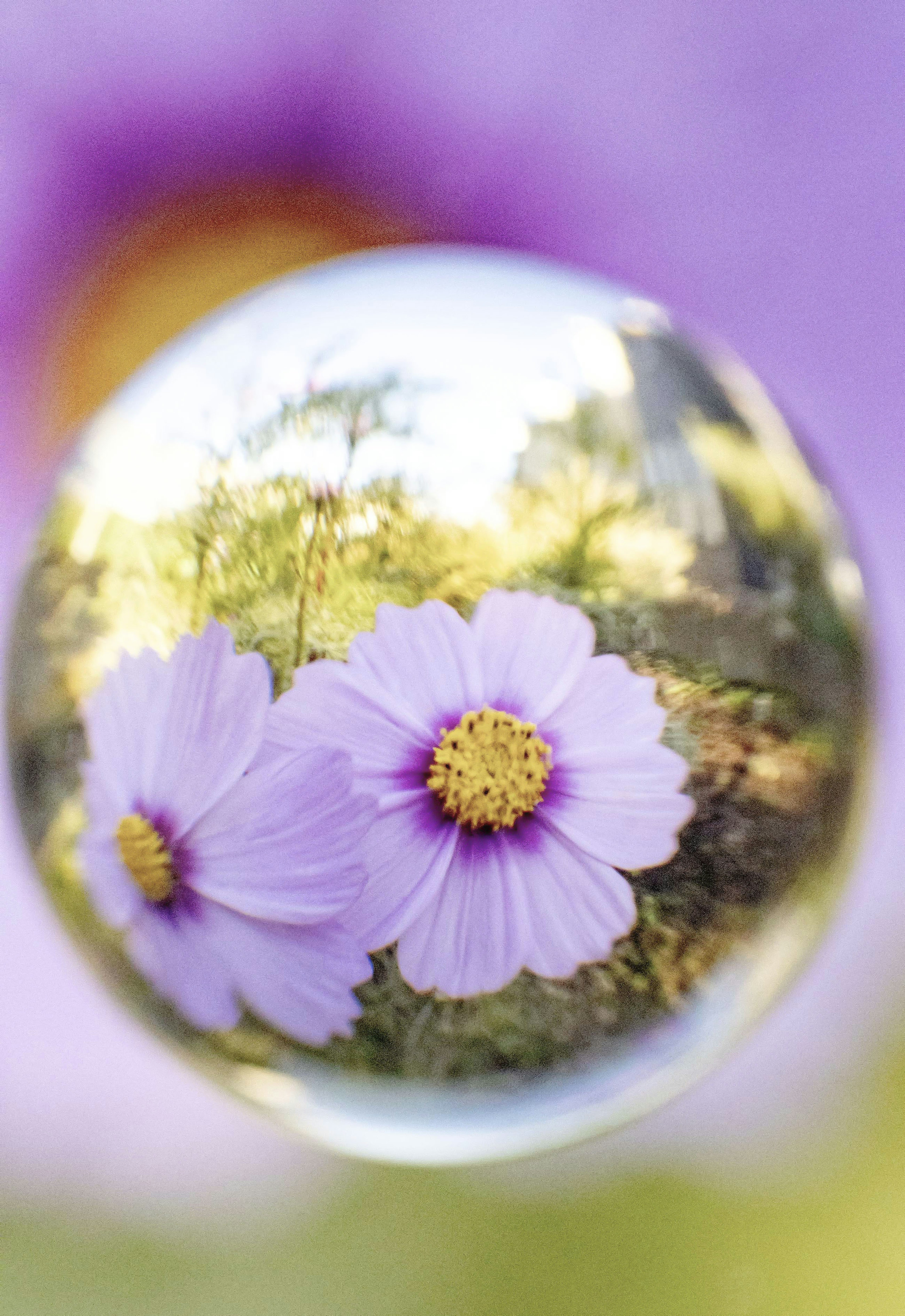 Photo of purple flowers reflected in a transparent sphere