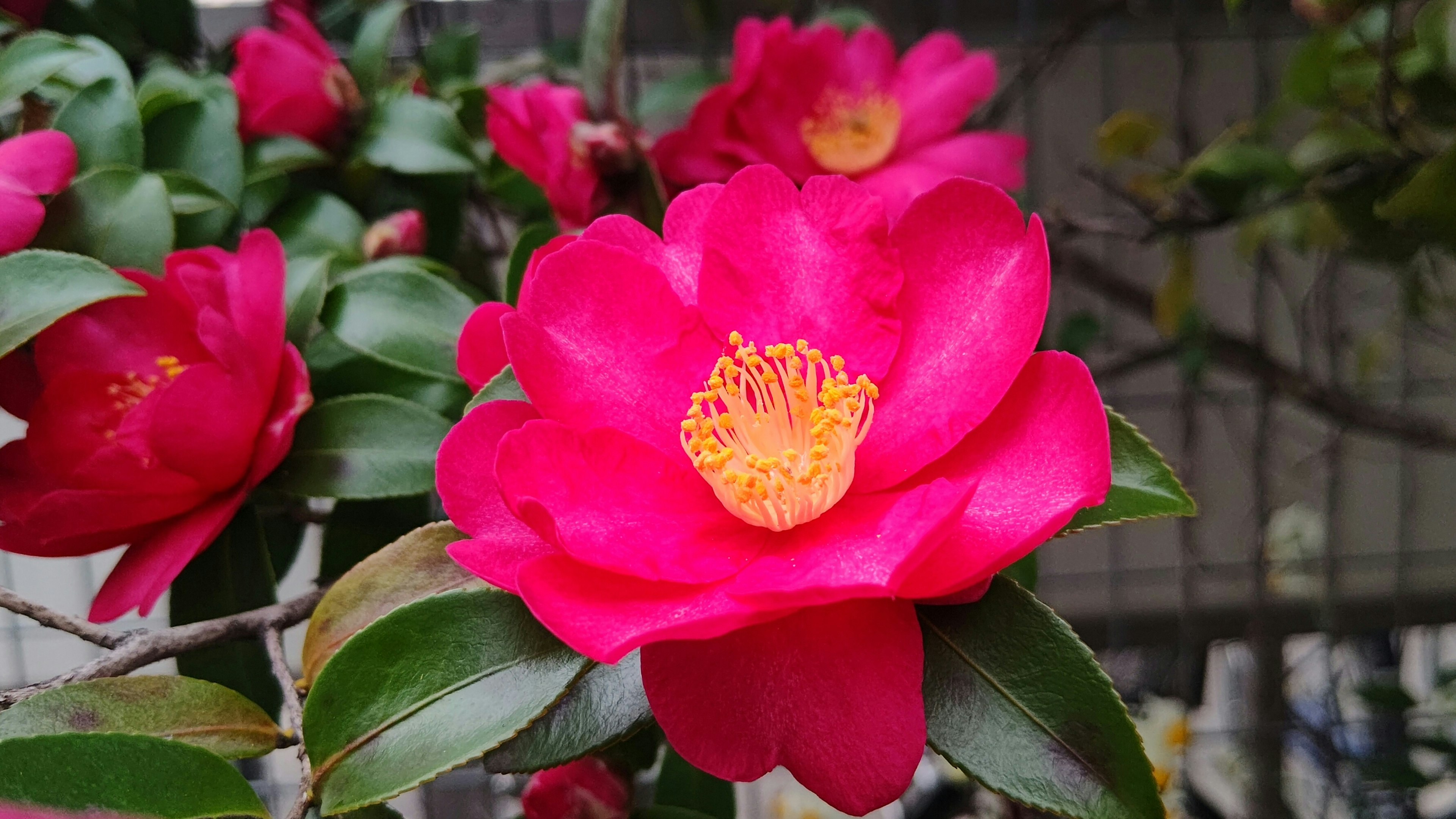 Vibrant pink camellia flower in full bloom