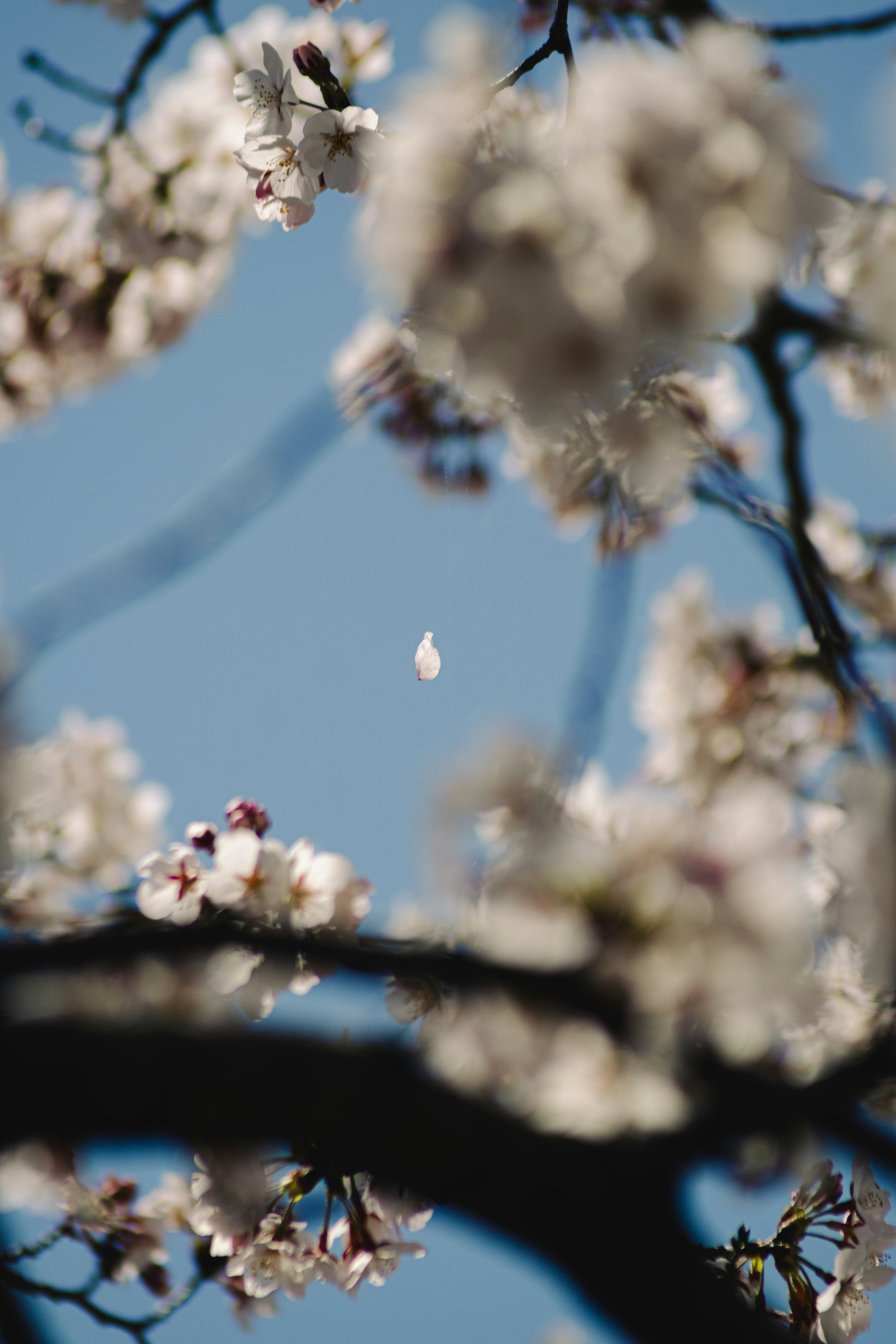 青空を背景にした桜の花のクローズアップ