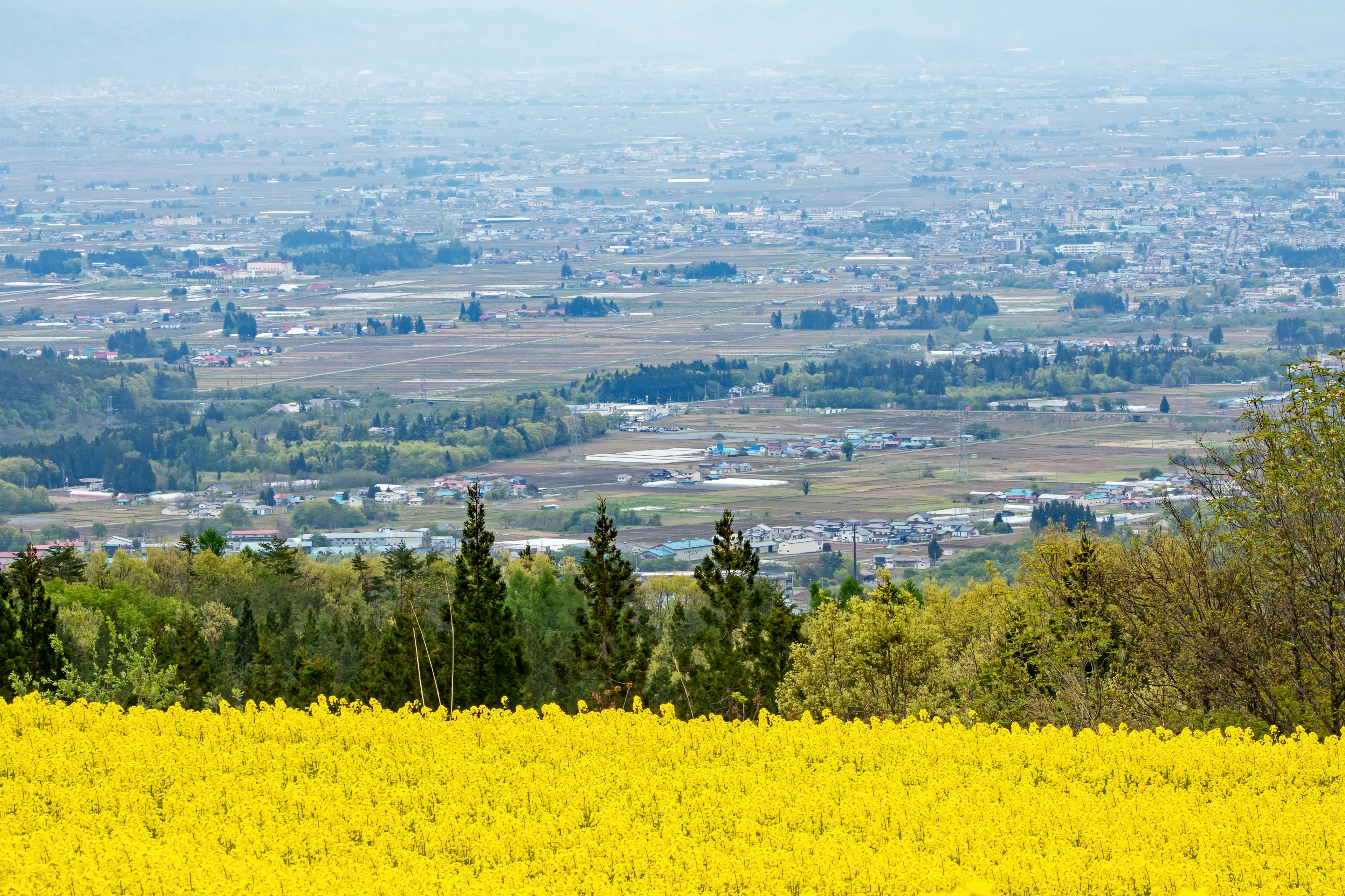 黄色い花畑と遠くの風景が広がる美しい風景