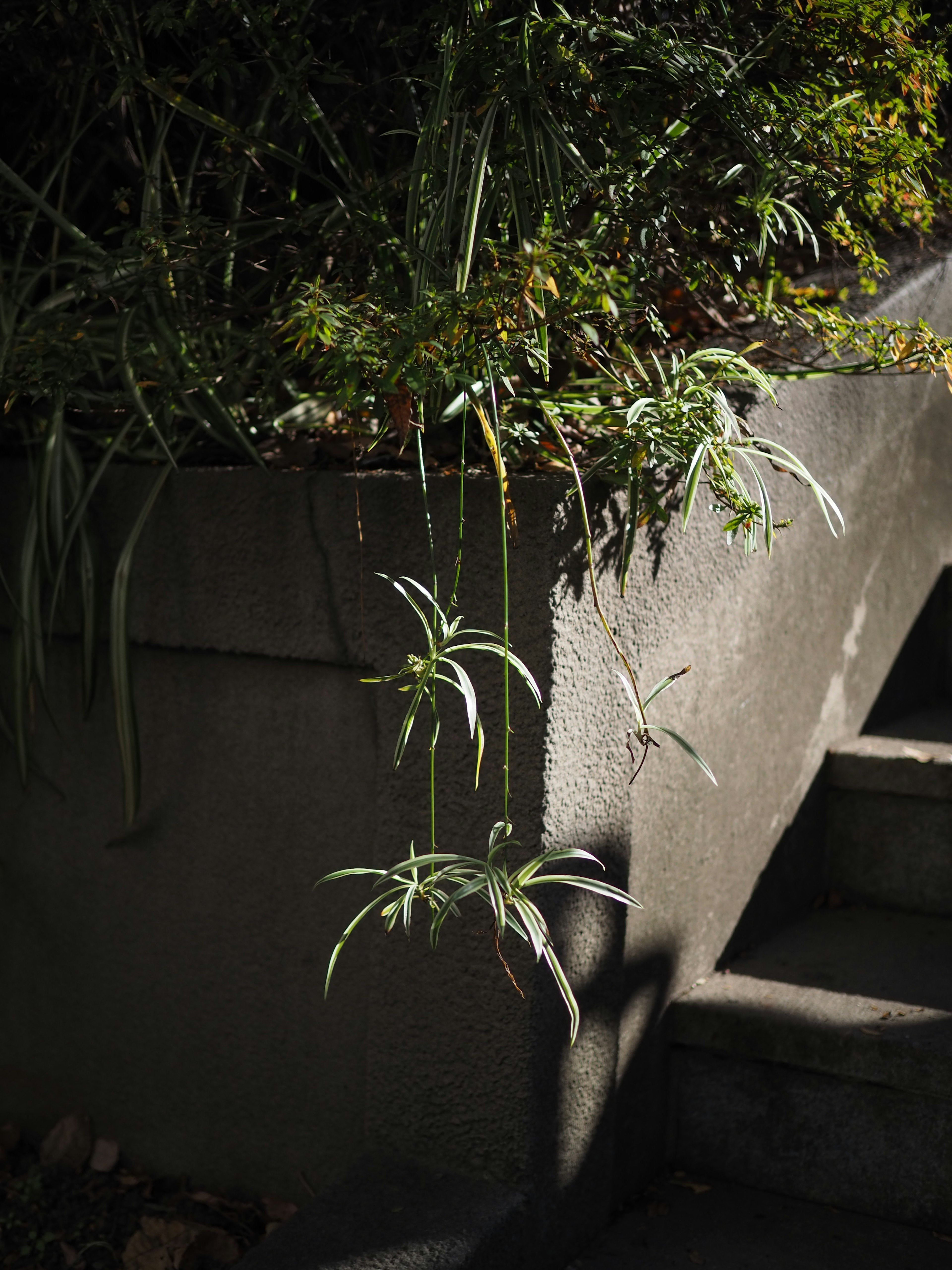 Plantas verdes creciendo junto a las escaleras con contraste de luz y sombra