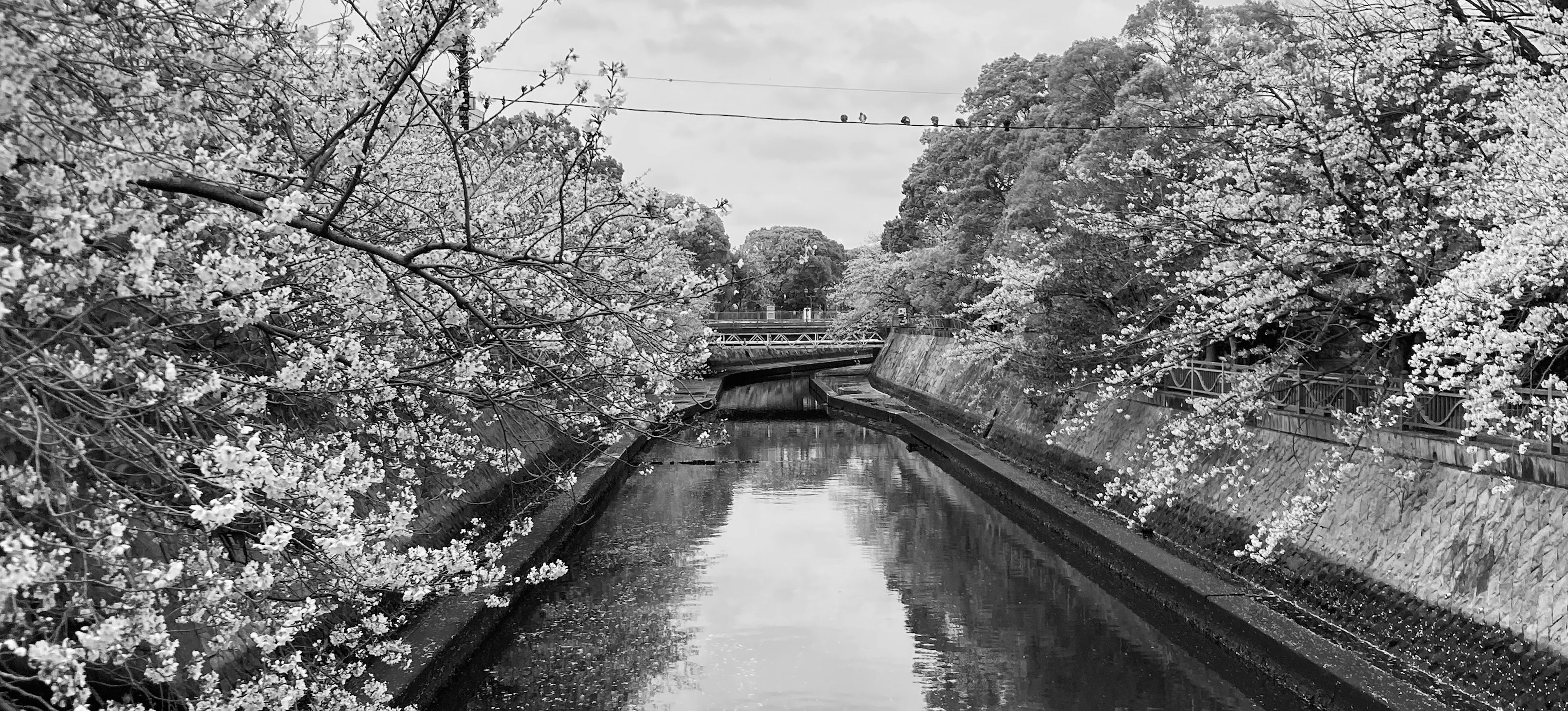 Monochromes Landschaftsbild mit einem Fluss und Kirschblütenbäumen