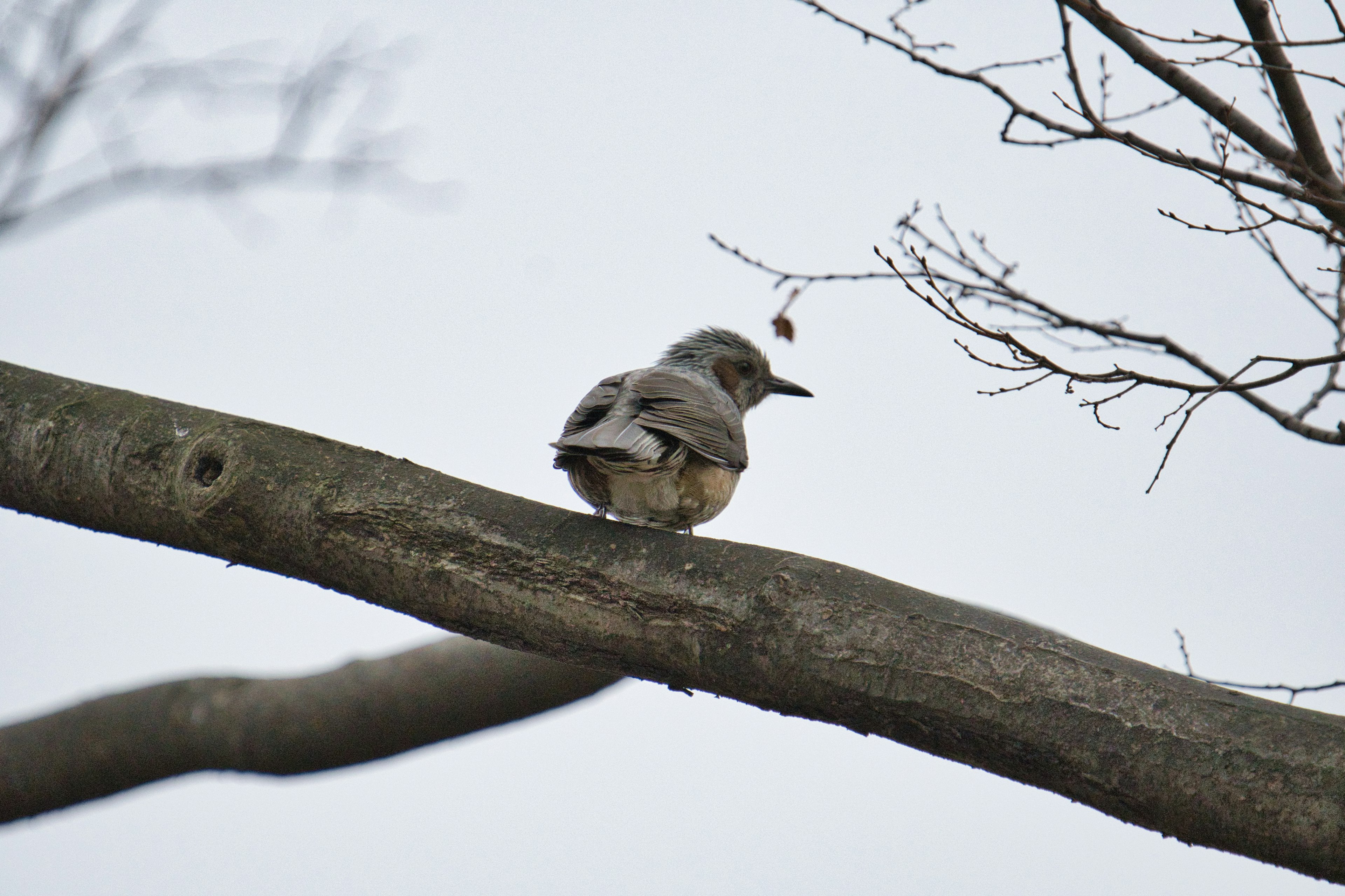 A small bird perched on a tree branch from behind