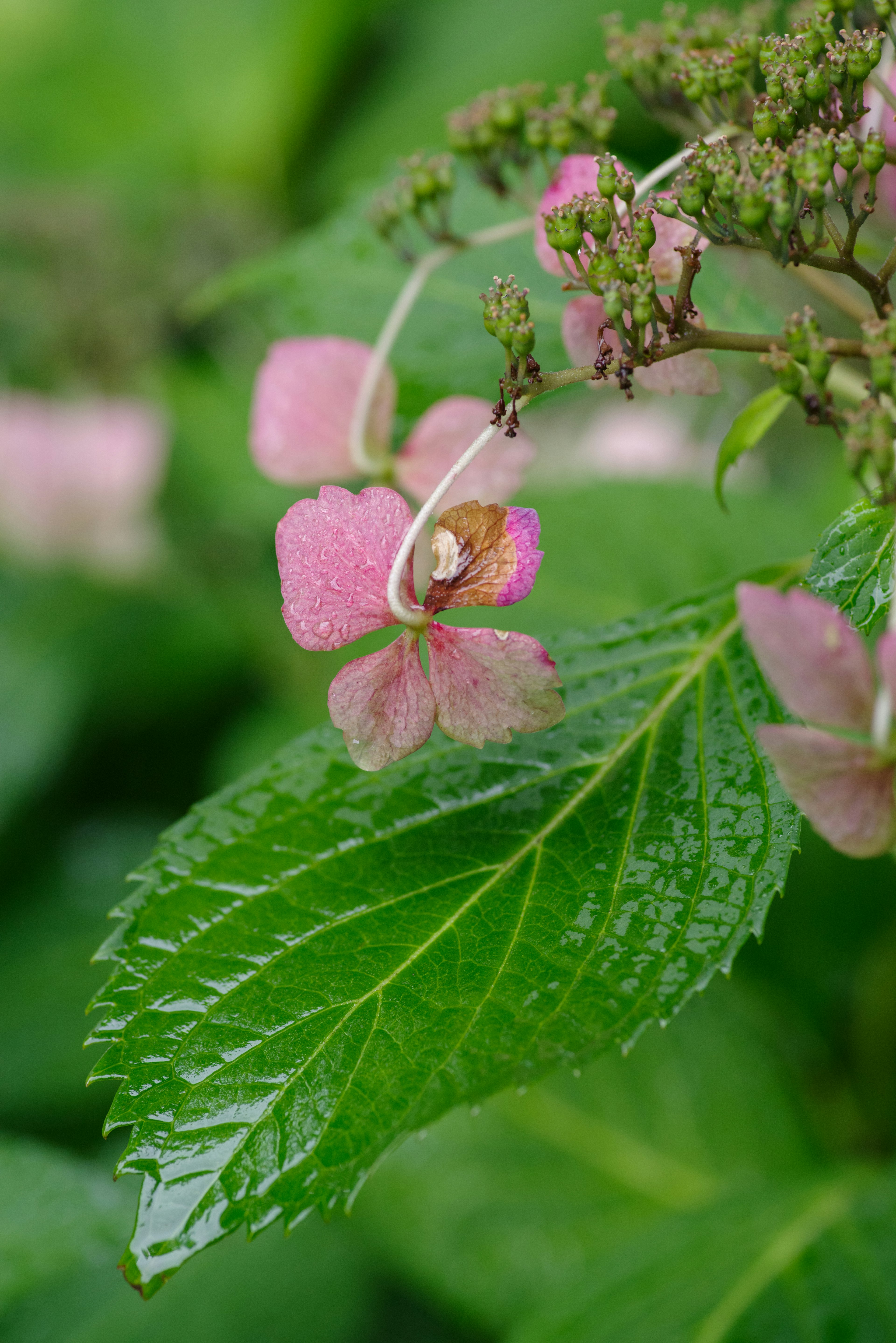 Gros plan de fleurs roses et de feuilles vertes avec des gouttes d'eau