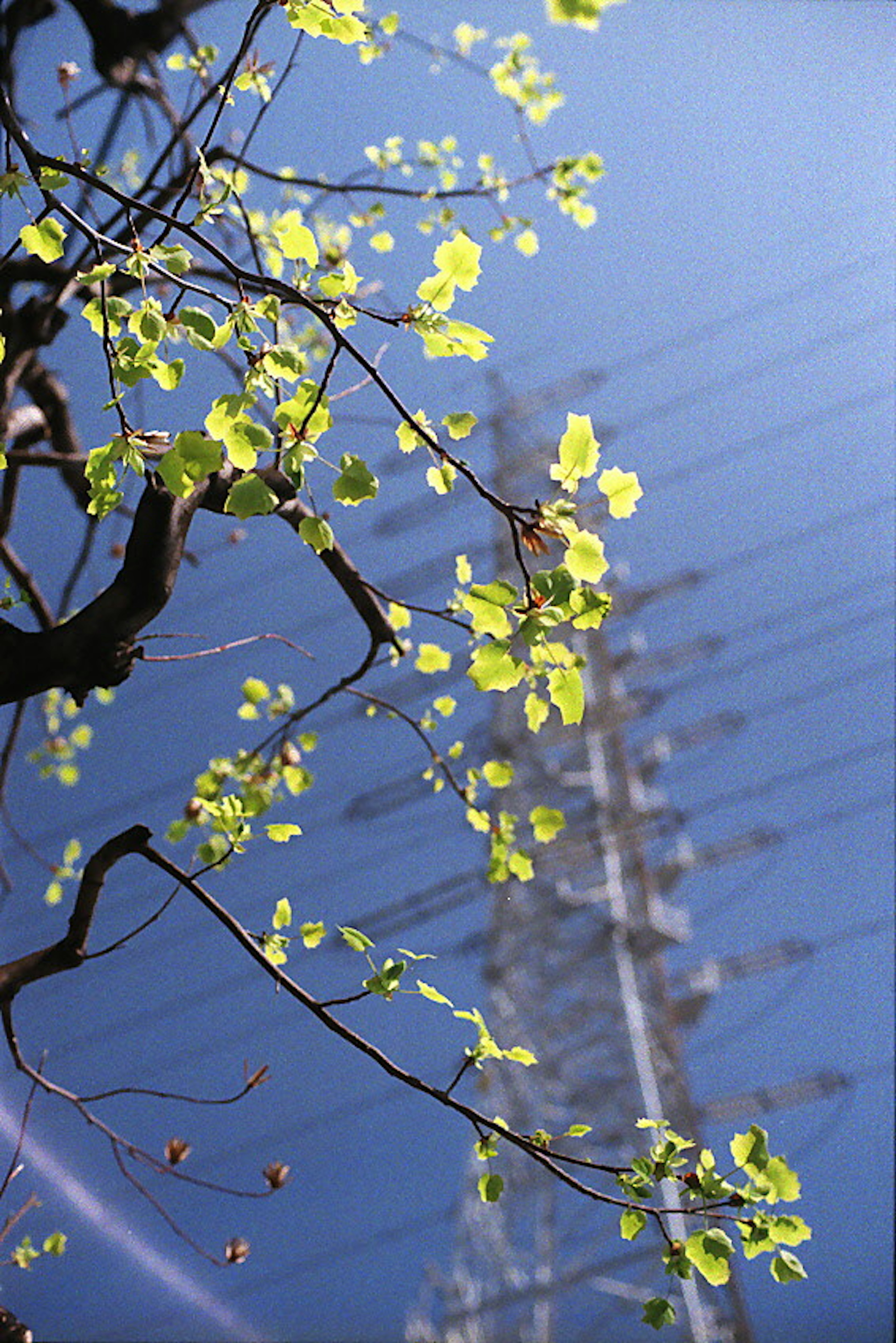 Contrast of green leaves against a blue sky and power lines