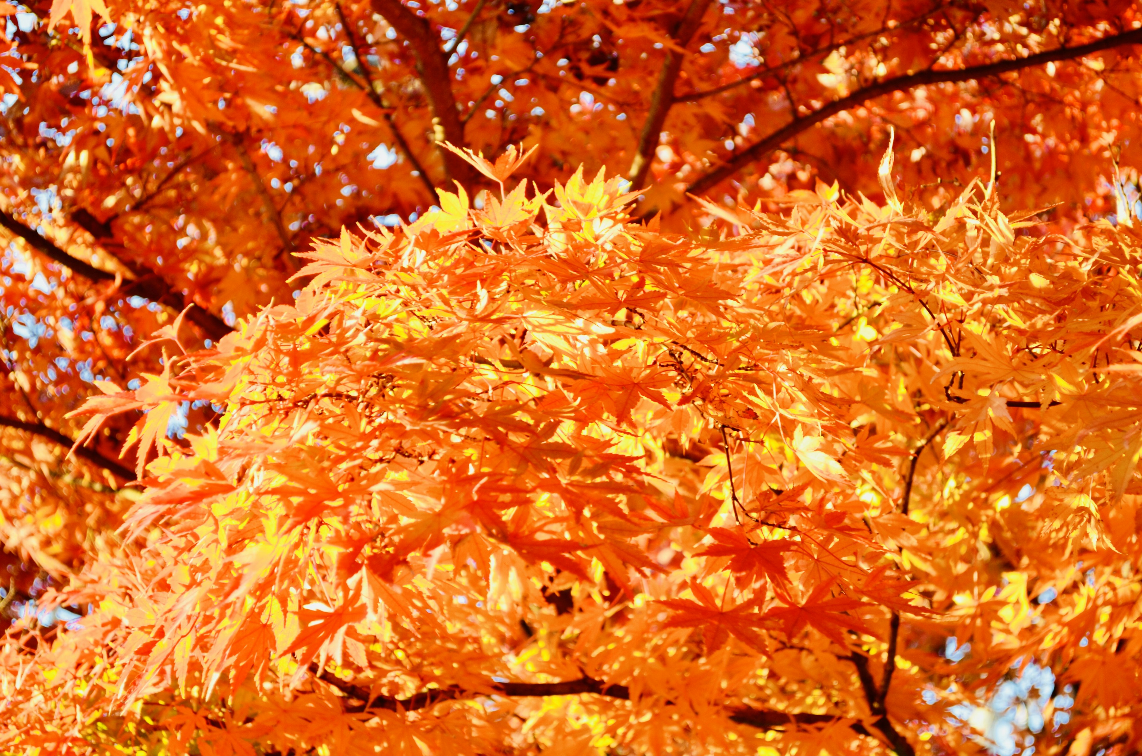 Feuilles d'automne orange vif sur une branche d'arbre