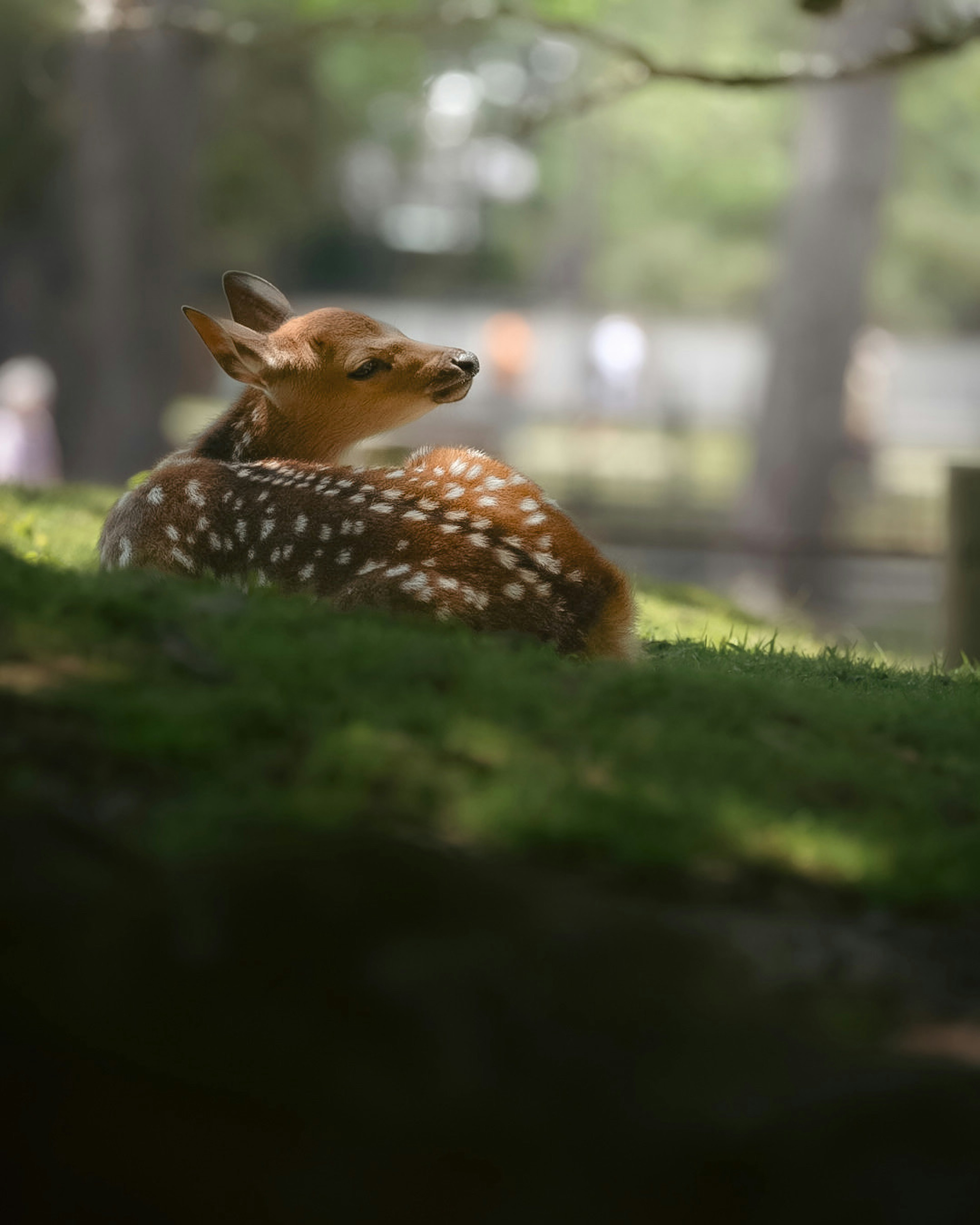 A fawn resting on green grass with sunlight filtering through trees