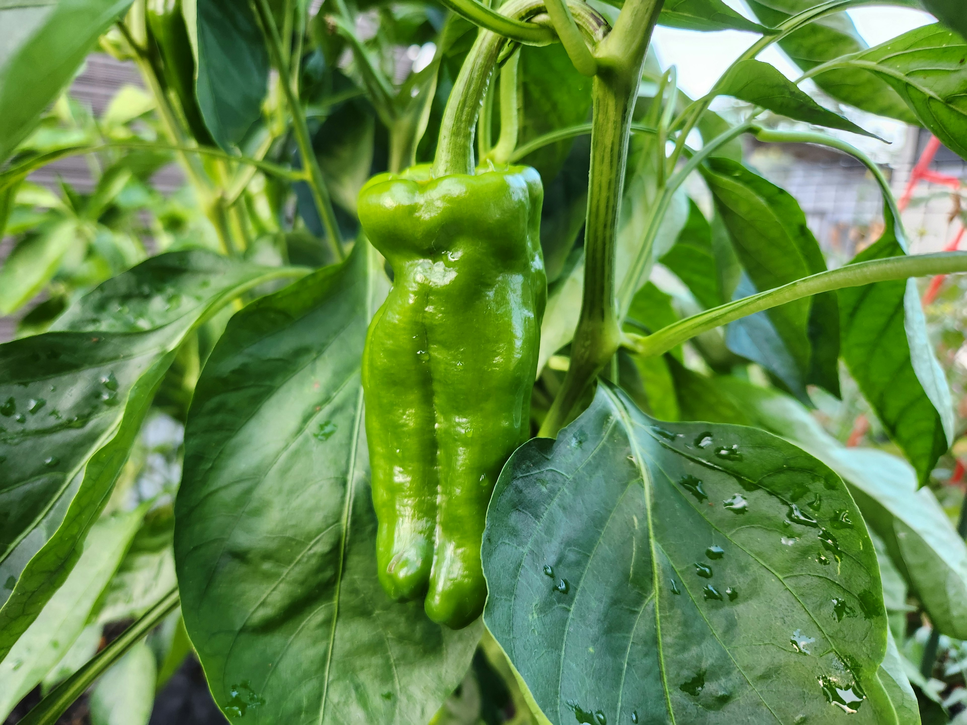 Einzigartig geformte grüne Paprika hängt zwischen den Blättern