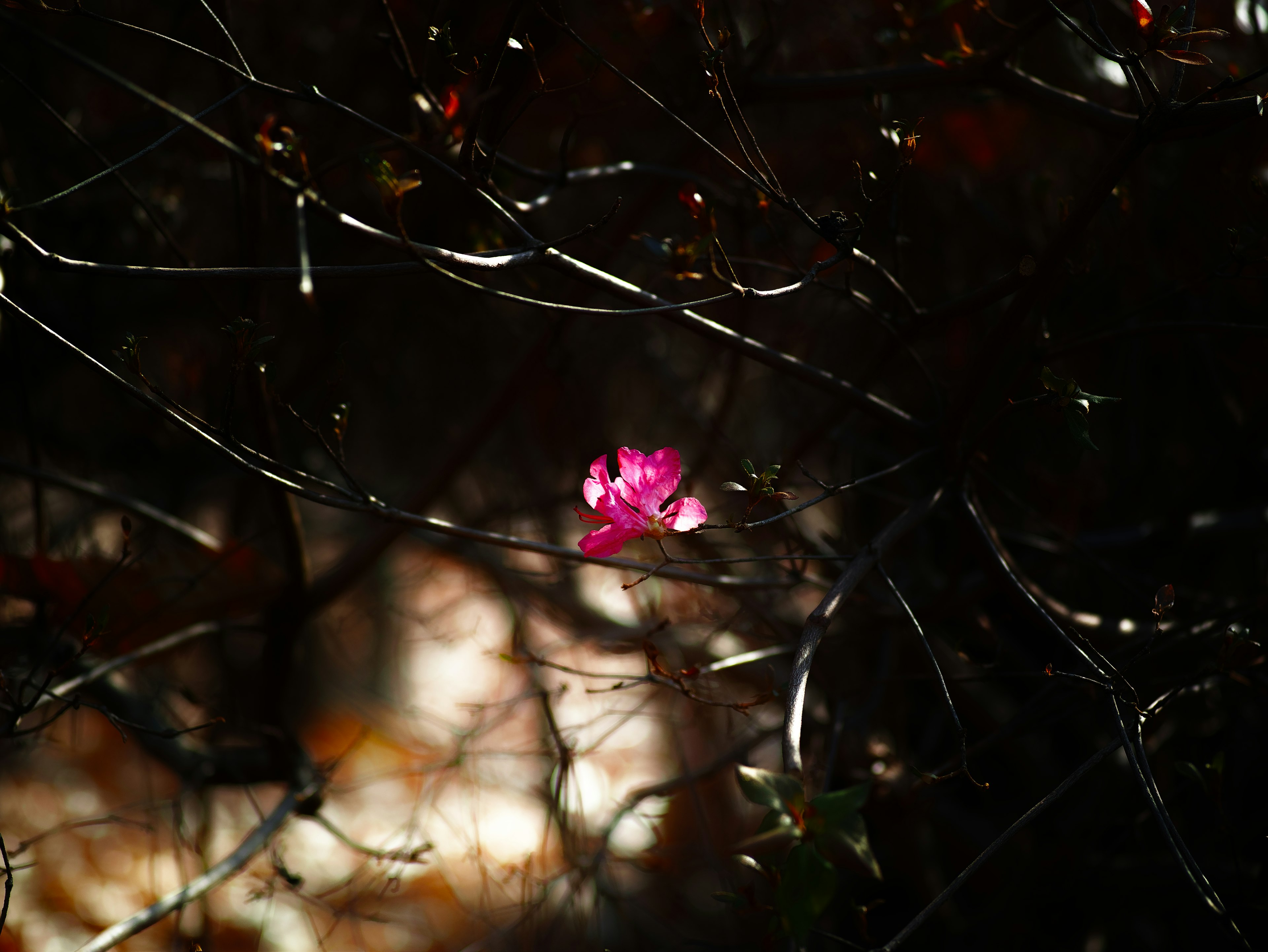 暗い背景に映える一輪のピンクの花と枝